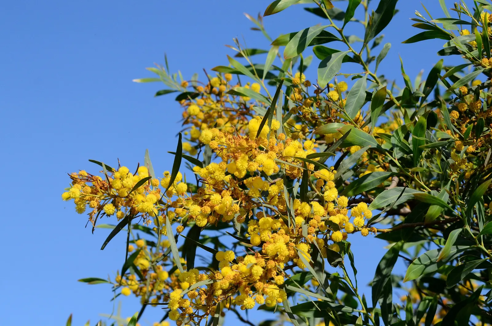 Golden Wattle (Acacia Longifolia) — Each ball-shaped inflorescence boasts numerous petite flowers; it is relatively fast-growing and is known for, image 107