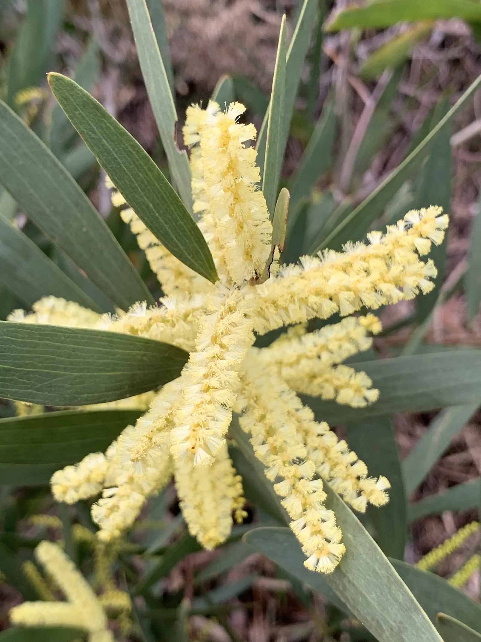 Golden Wattle (Acacia Longifolia) — yellow flowers in the garden