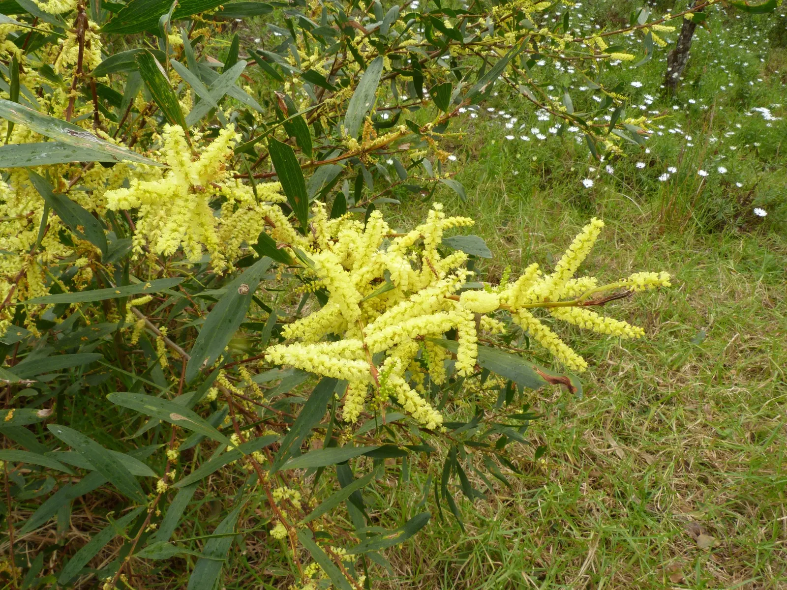 Golden Wattle (Acacia Longifolia) — it provides excellent erosion control and is a low-maintenance choice for expansive landscapes