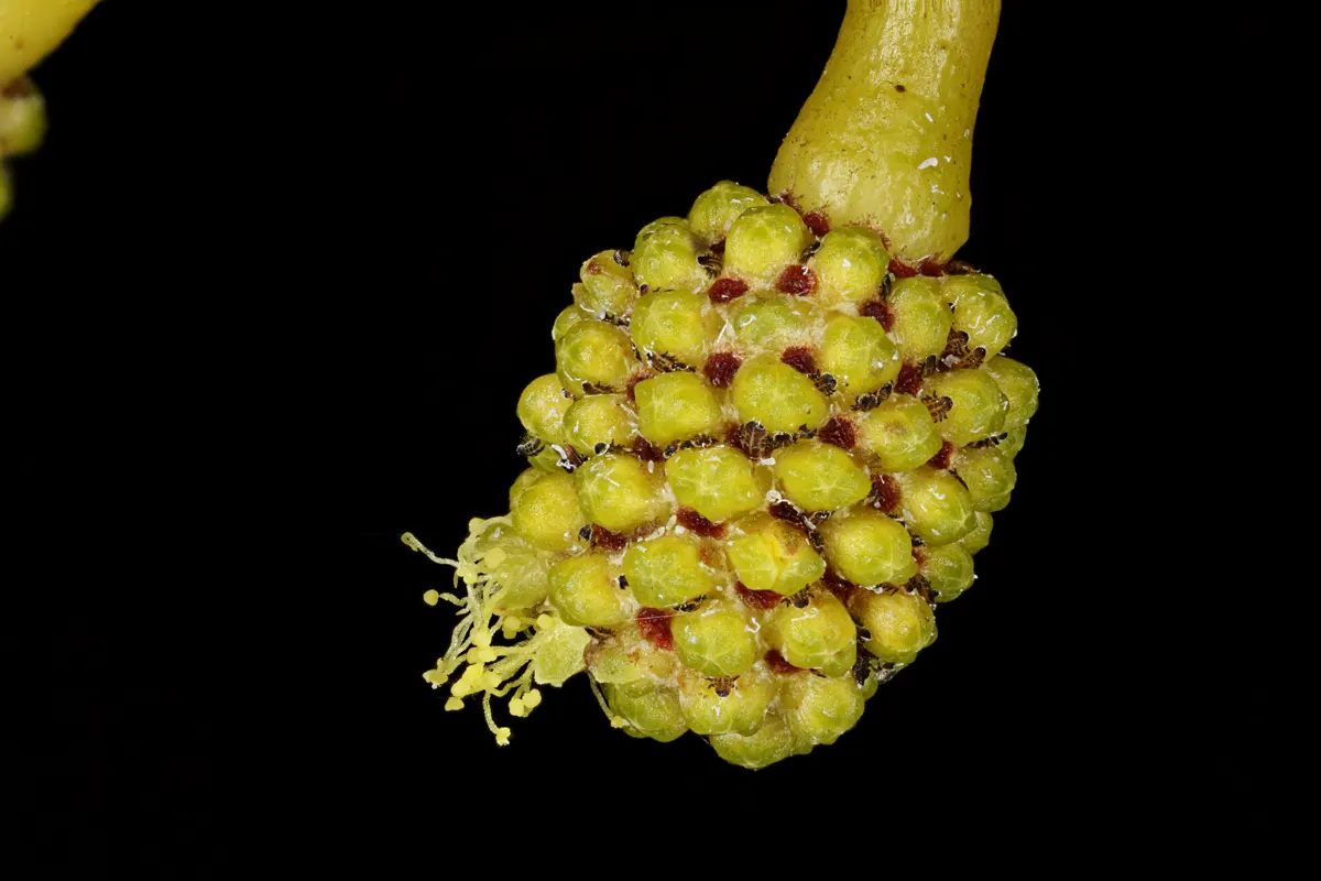 Golden Wattle (Acacia Longifolia) — Drought tolerant once established; the Golden Wattle requires minimal water, image 121
