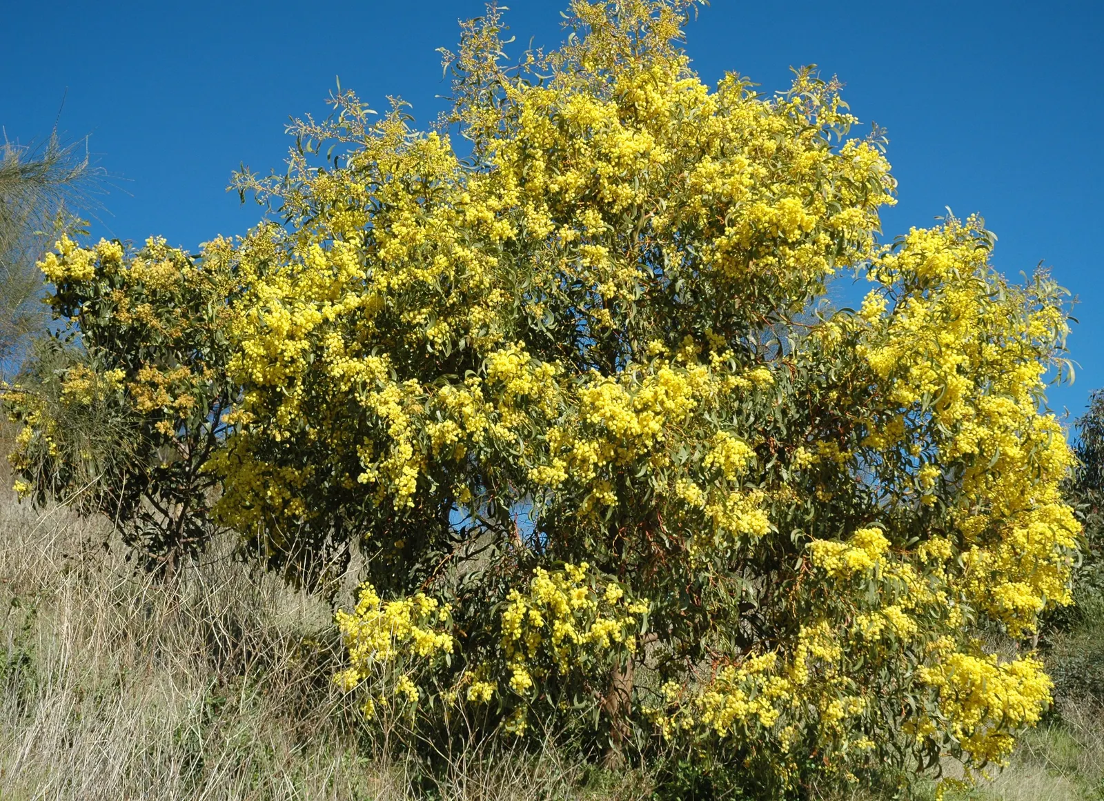 Golden Wattle (Acacia Longifolia) — shrub for full or half; clients will appreciate its year-round interest and its contribution to a biodiverse garden
