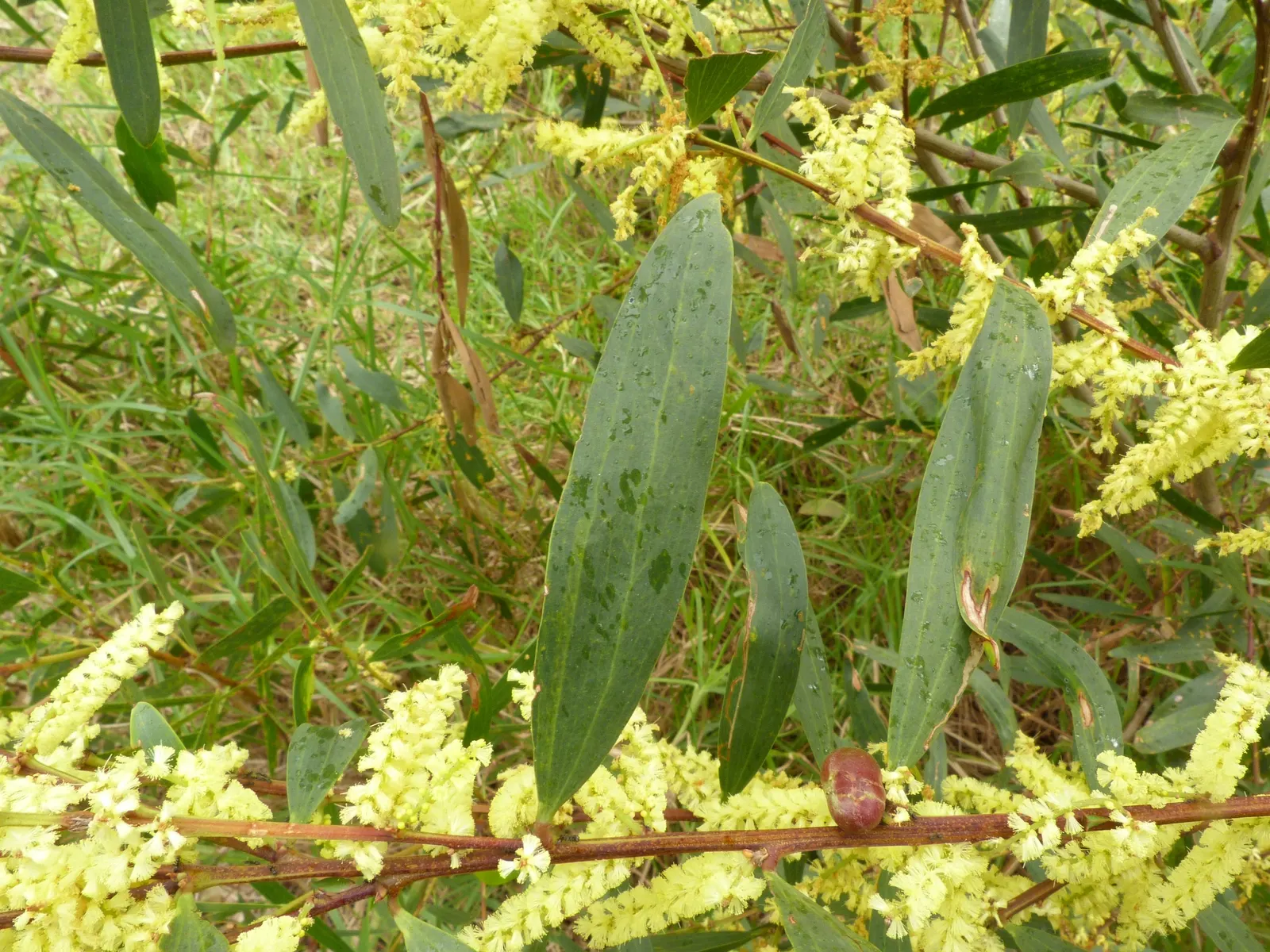 Golden Wattle (Acacia Longifolia) — It can tolerate a variety of soil types as long as they are free-draining; indigenous to southeastern Australia, image 87