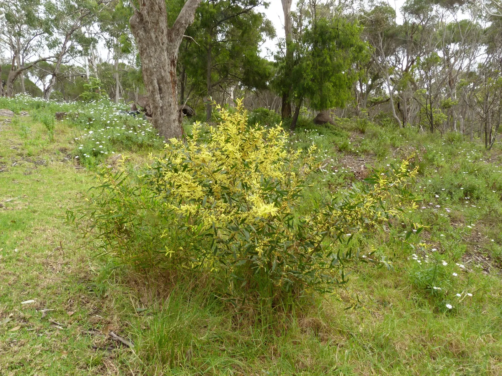 Golden Wattle (Acacia Longifolia) — the Golden Wattle requires minimal water; making it an excellent choice for water-wise landscapes or xeriscaping, image 85