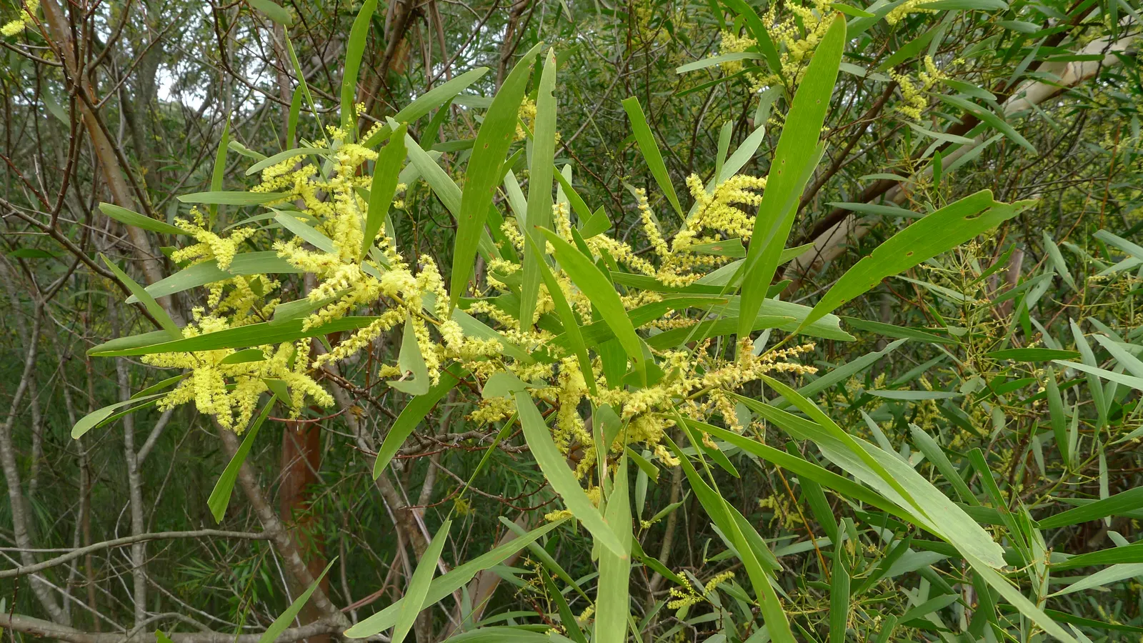 Golden Wattle (Acacia Longifolia) — It boasts fragrant, bright yellow, puffball-like flowers in spring; it can tolerate a variety of soil types as, image 118