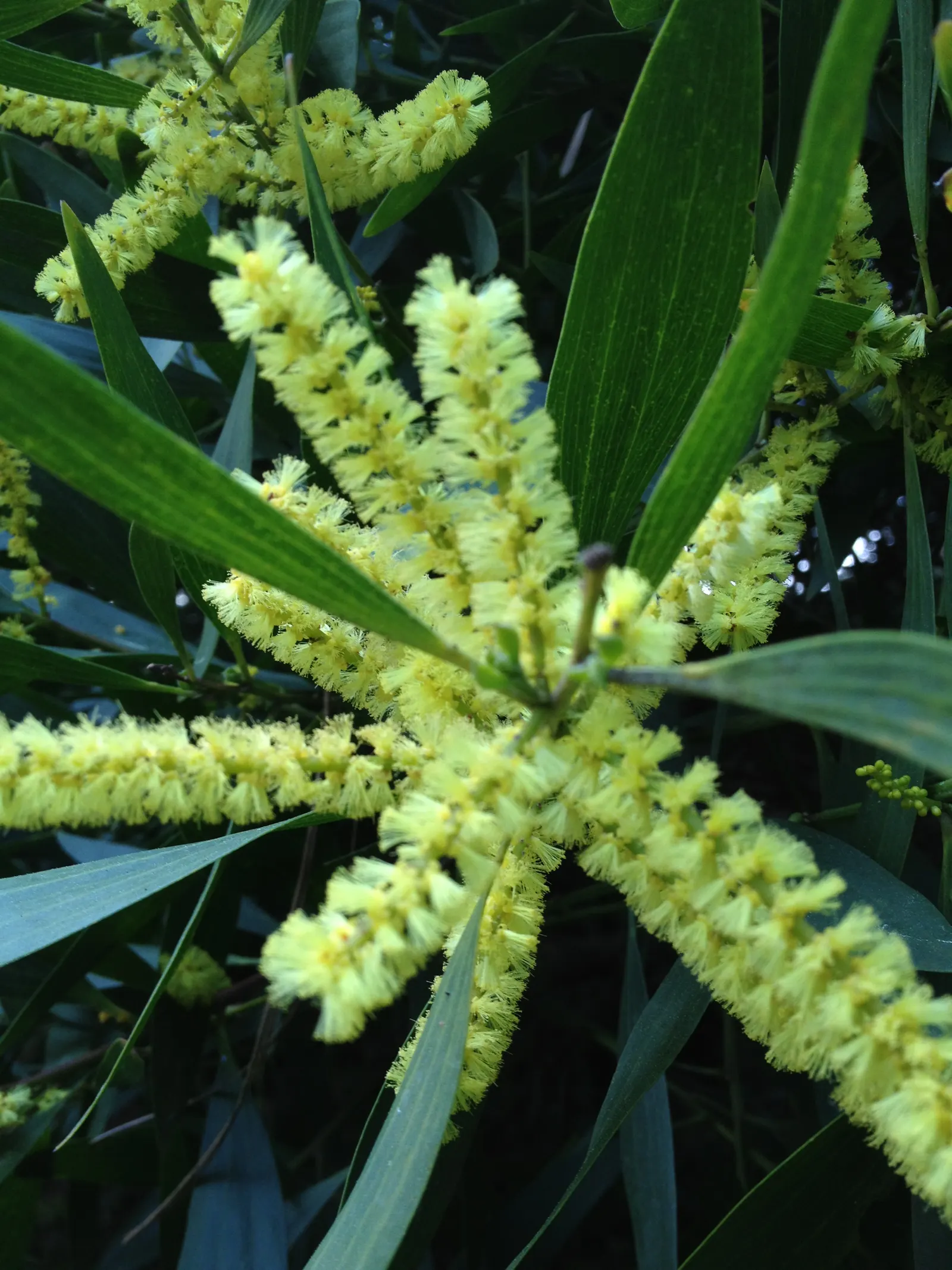 Golden Wattle (Acacia Longifolia) — shrub with yellow blooms