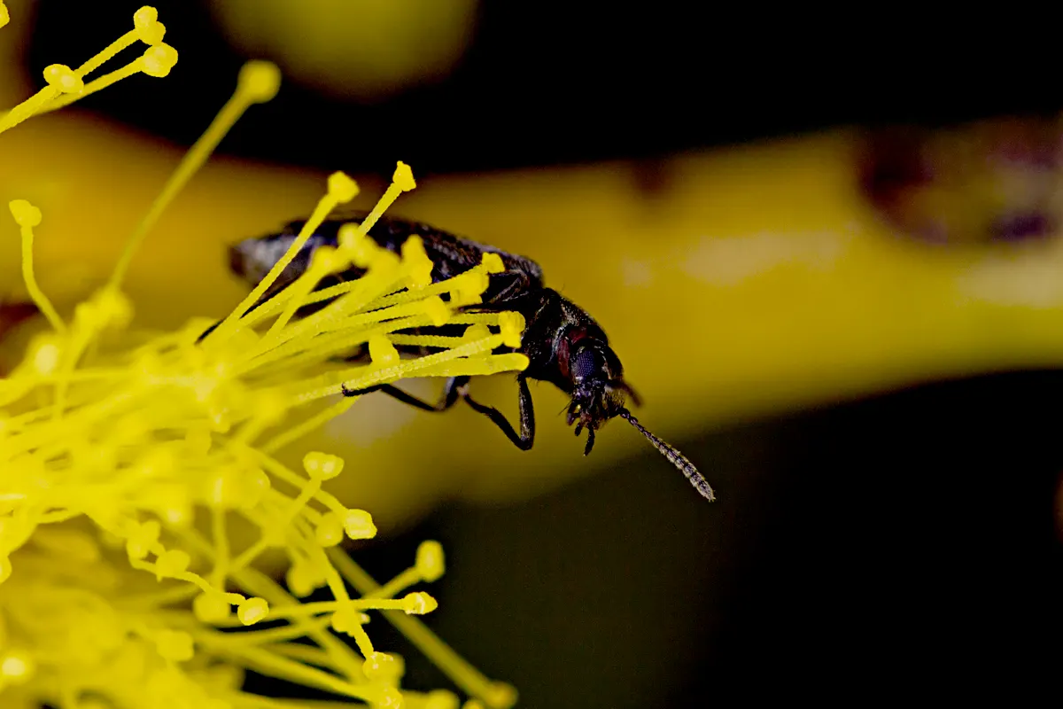 Golden Wattle (Acacia Longifolia) — Each ball-shaped inflorescence boasts numerous petite flowers
