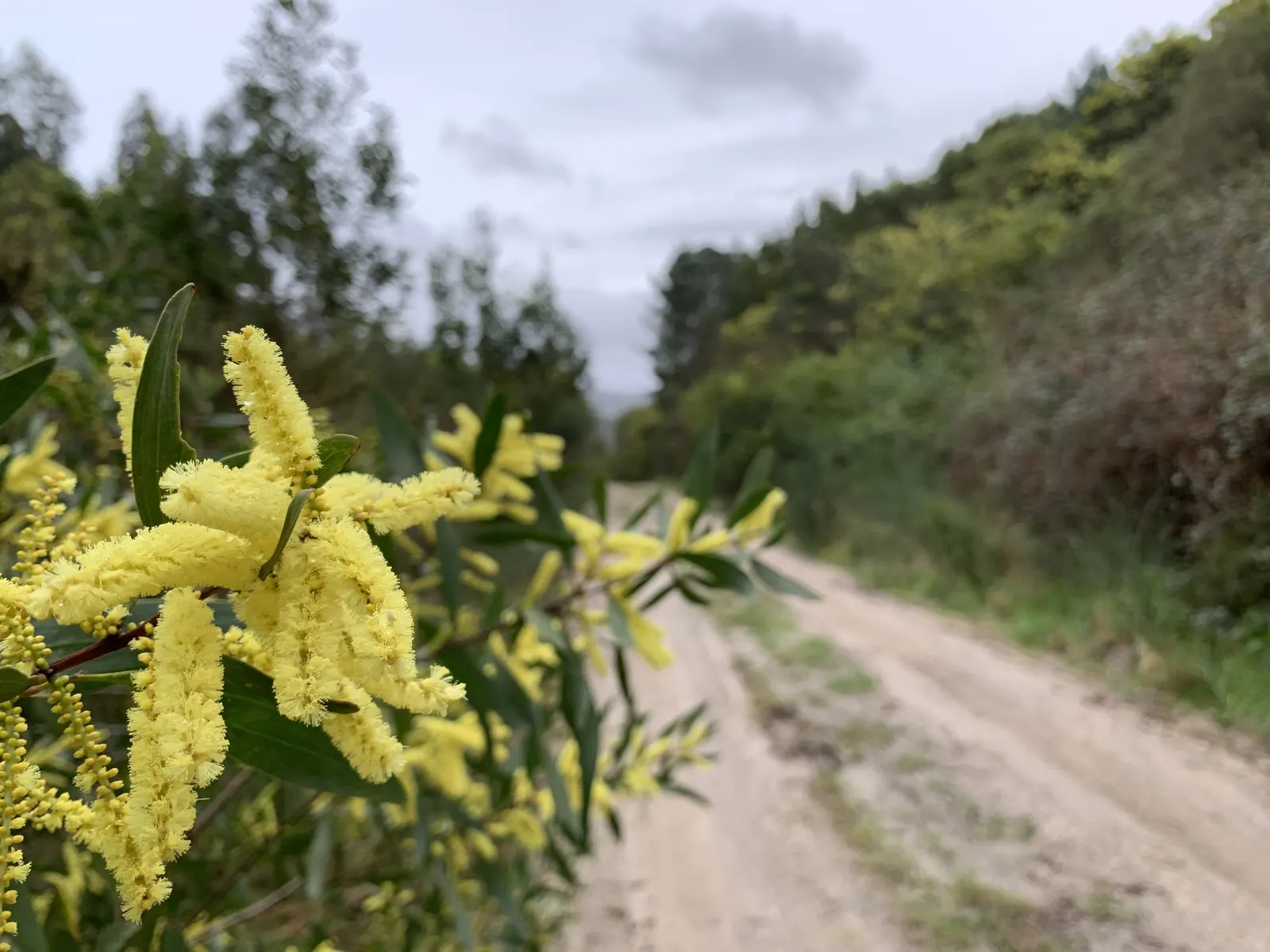 Golden Wattle (Acacia Longifolia) — Golden Wattle (Acacia longifolia) is an evergreen shrub, ideal for warm, sunny spots; its long, narrow leaves, image 47