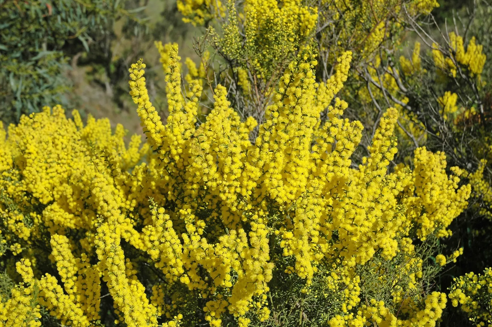 Golden Wattle (Acacia Longifolia) — weeping texture to the landscape, image 35