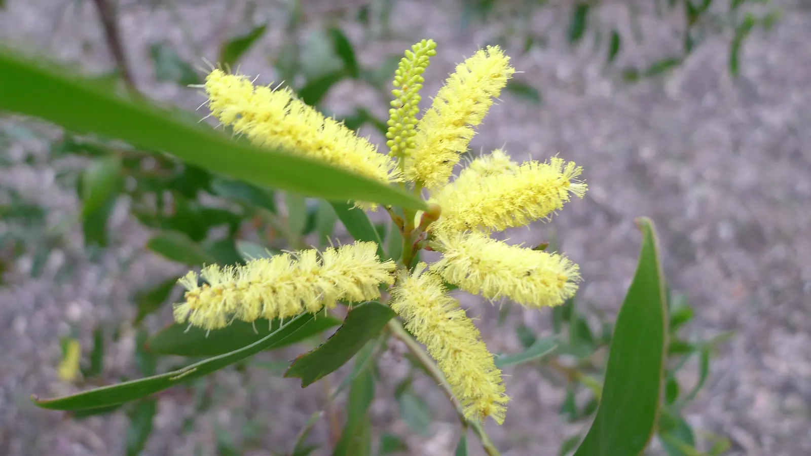 Golden Wattle (Acacia Longifolia) — and it thrives in USDA hardiness zones 9 through 11.<br><br>For gardeners or designers; each ball-shaped, image 111