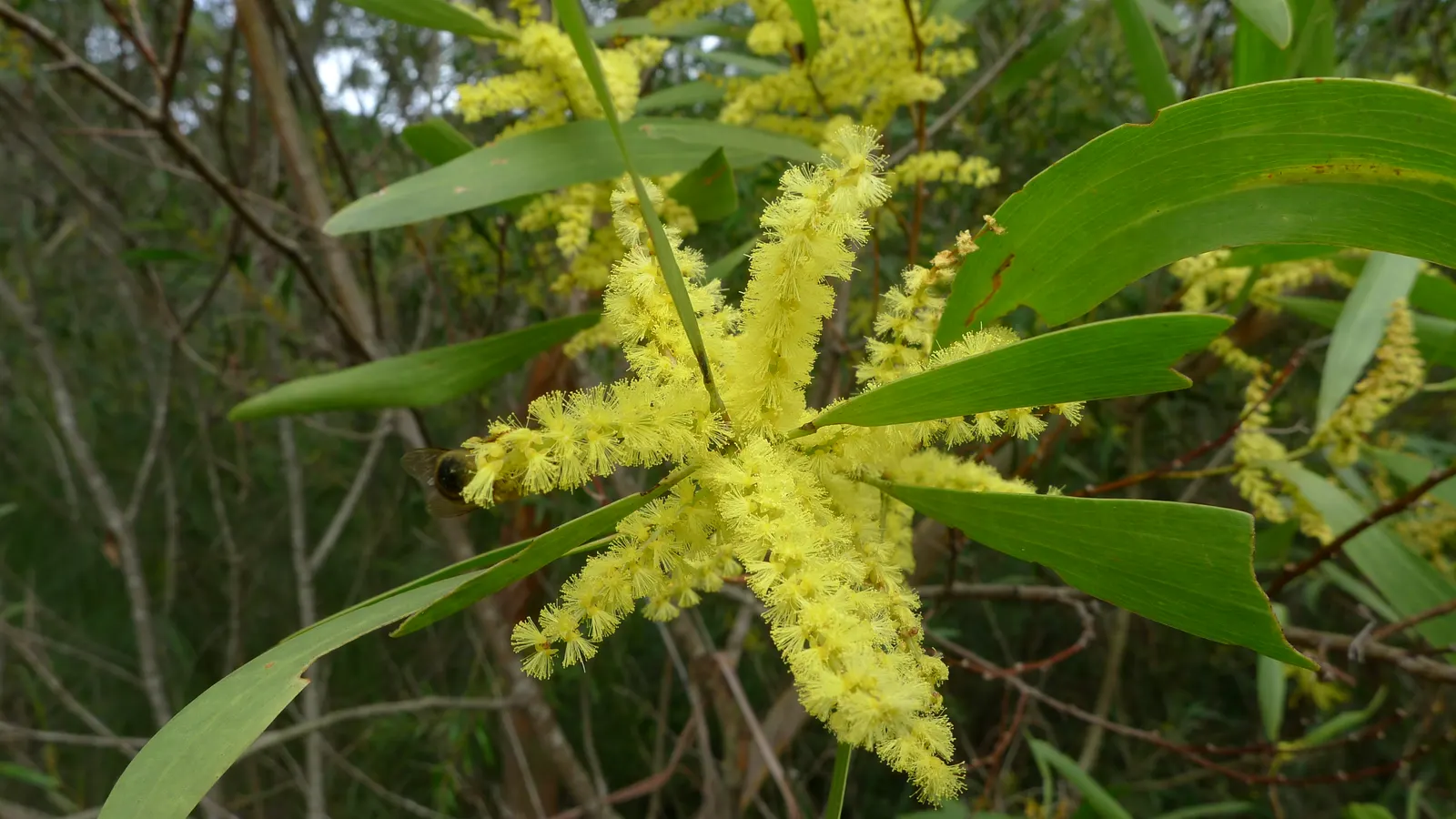 Golden Wattle (Acacia Longifolia) — Indigenous to southeastern Australia; it provides excellent erosion control and is a low-maintenance choice for expansive