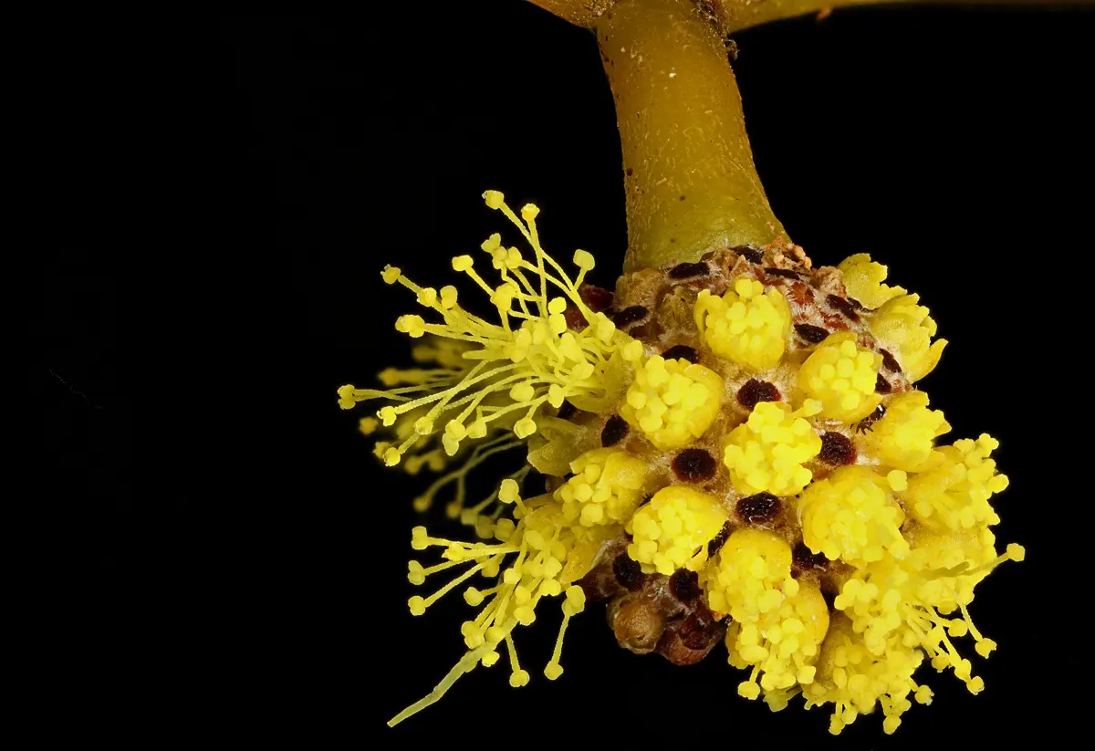 Golden Wattle (Acacia Longifolia) — weeping texture to the landscape, image 104