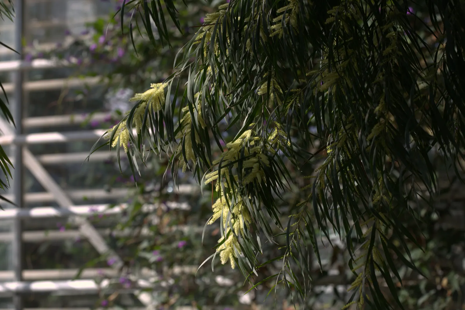 Golden Wattle (Acacia Longifolia) — It boasts fragrant, bright yellow, puffball-like flowers in spring