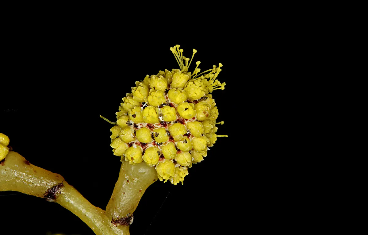 Golden Wattle (Acacia Longifolia) — Prefers well-drained soil; the Golden Wattle requires a sunny location with well-draining soil, image 97