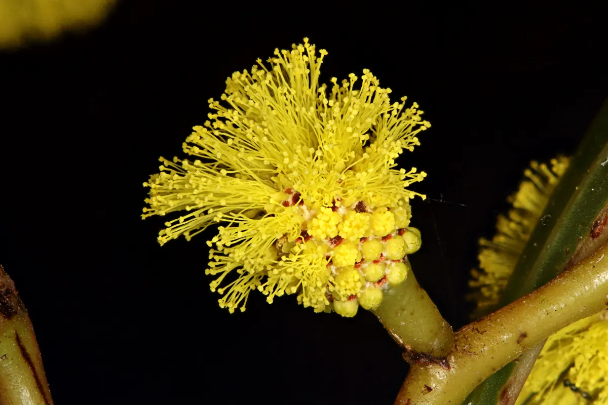 Golden Wattle (Acacia Longifolia) — Prefers well-drained soil; the Golden Wattle requires a sunny location with well-draining soil, image 120