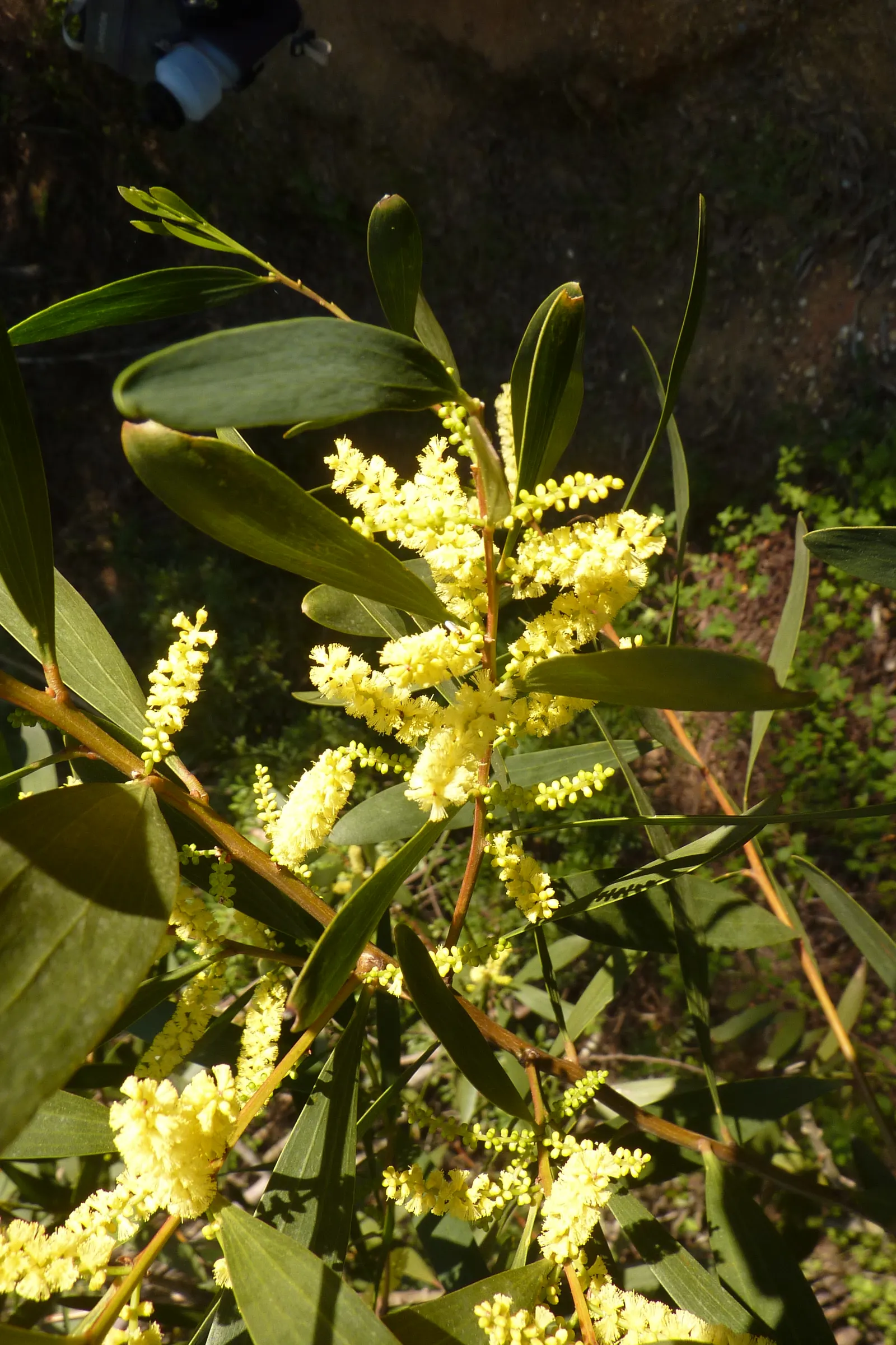 Golden Wattle (Acacia Longifolia) — weeping texture to the landscape, image 81