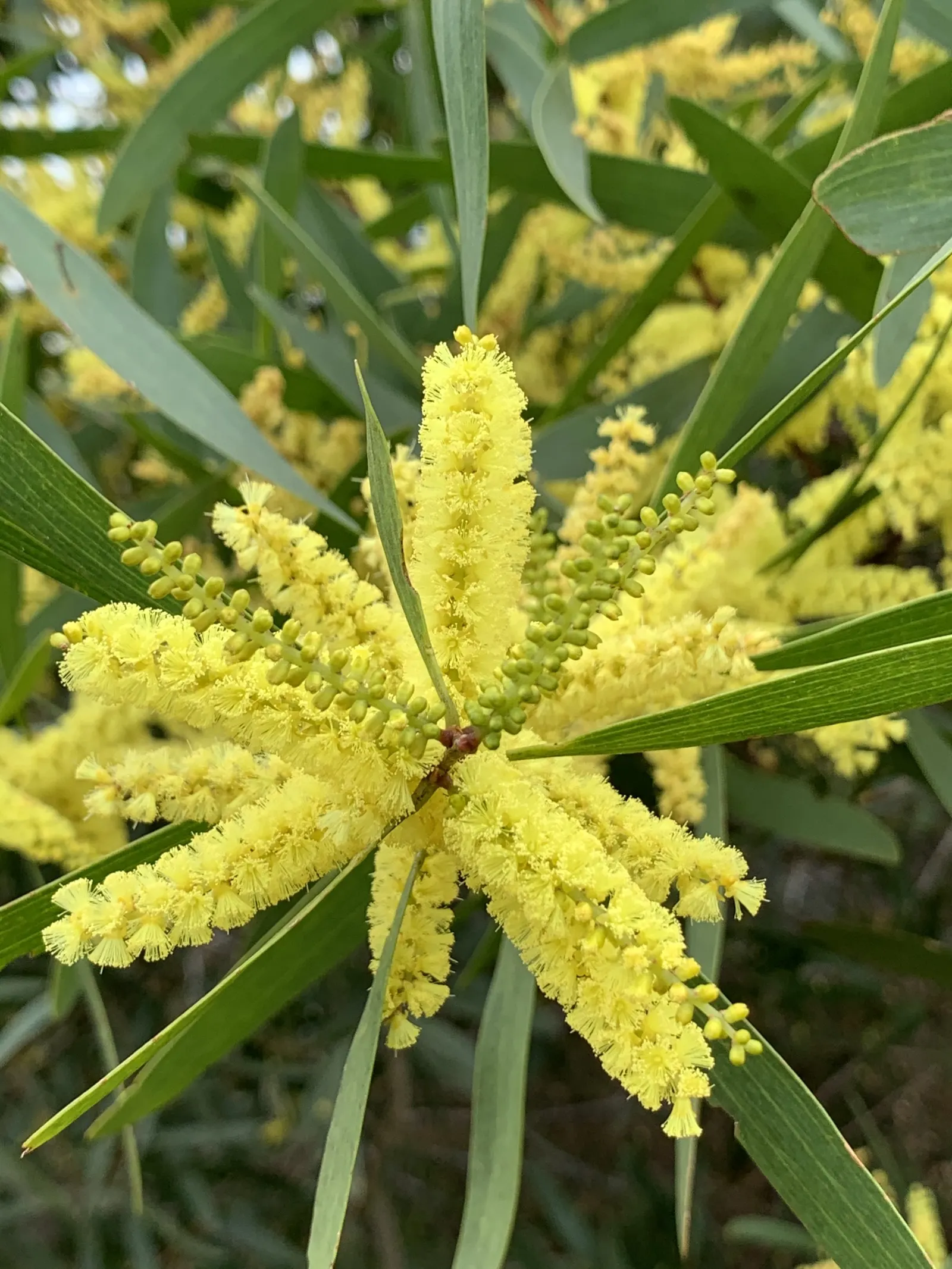 Golden Wattle (Acacia Longifolia) — it provides excellent erosion control and is a low-maintenance choice for expansive landscapes; shrub for full, image 76