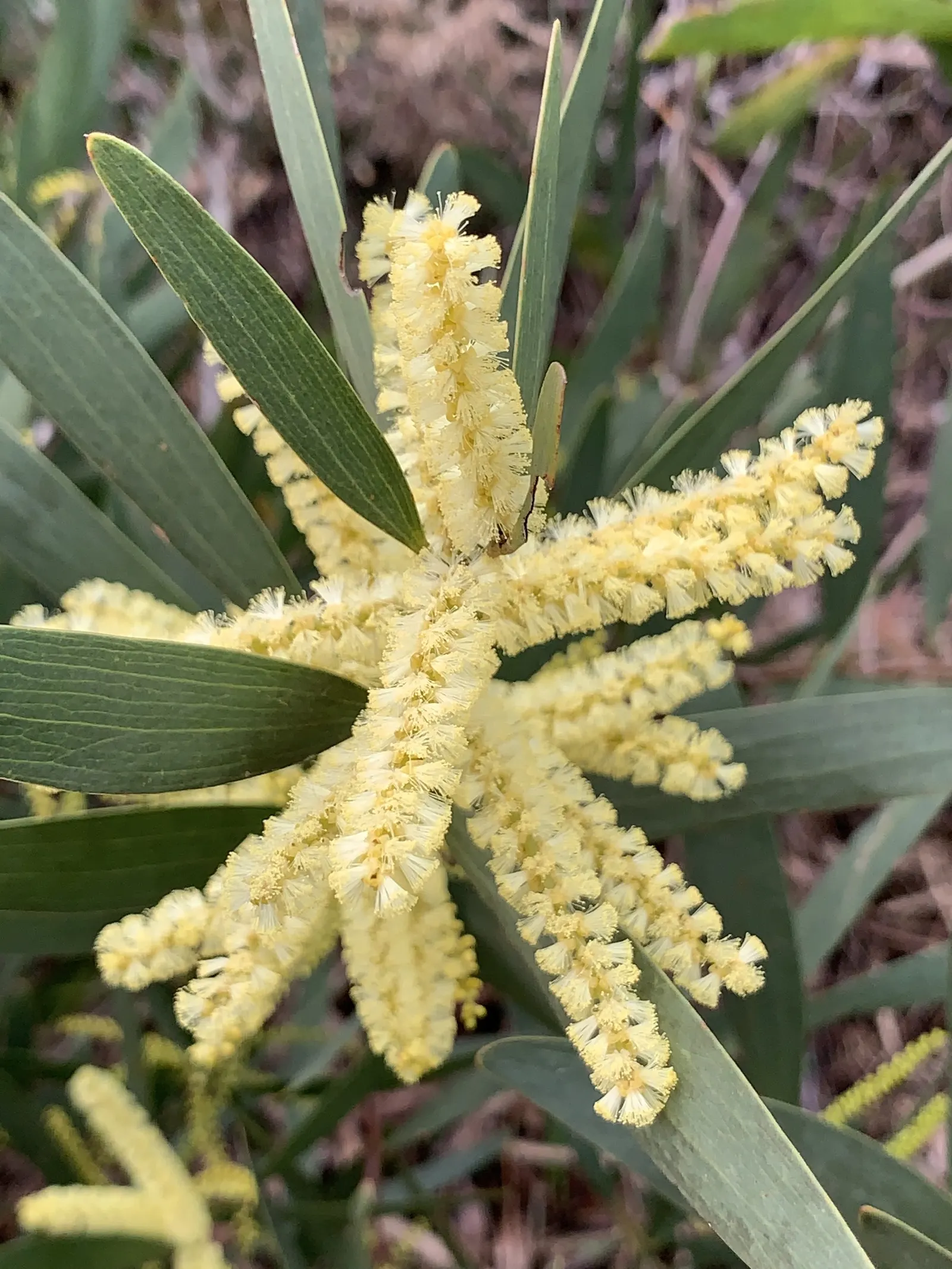 Golden Wattle (Acacia Longifolia) — It is relatively fast-growing and is known for its long; yellow flowers in the garden, image 56