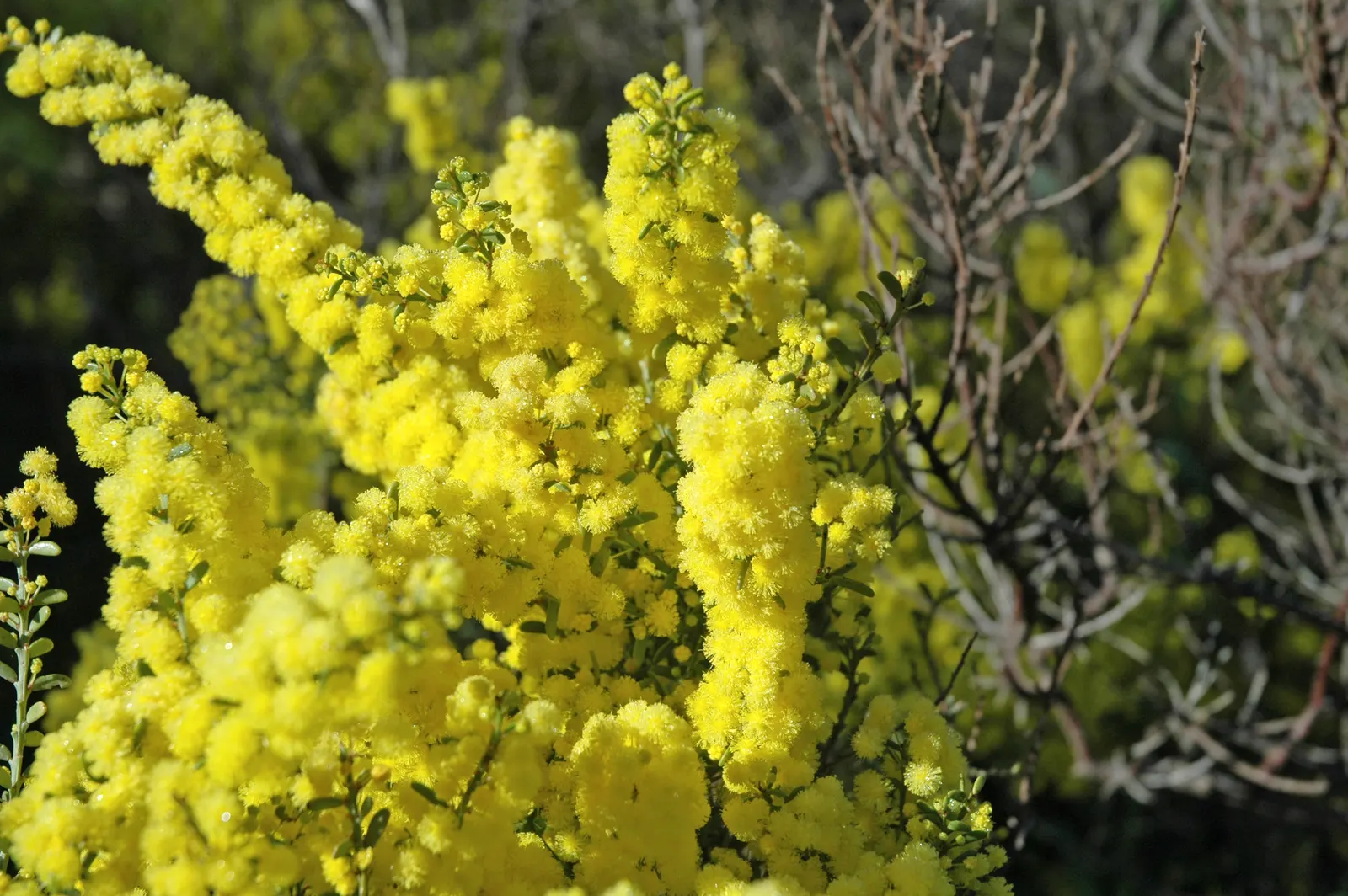 Golden Wattle (Acacia Longifolia) — yellow flowers in the garden; drought tolerant once established, image 113