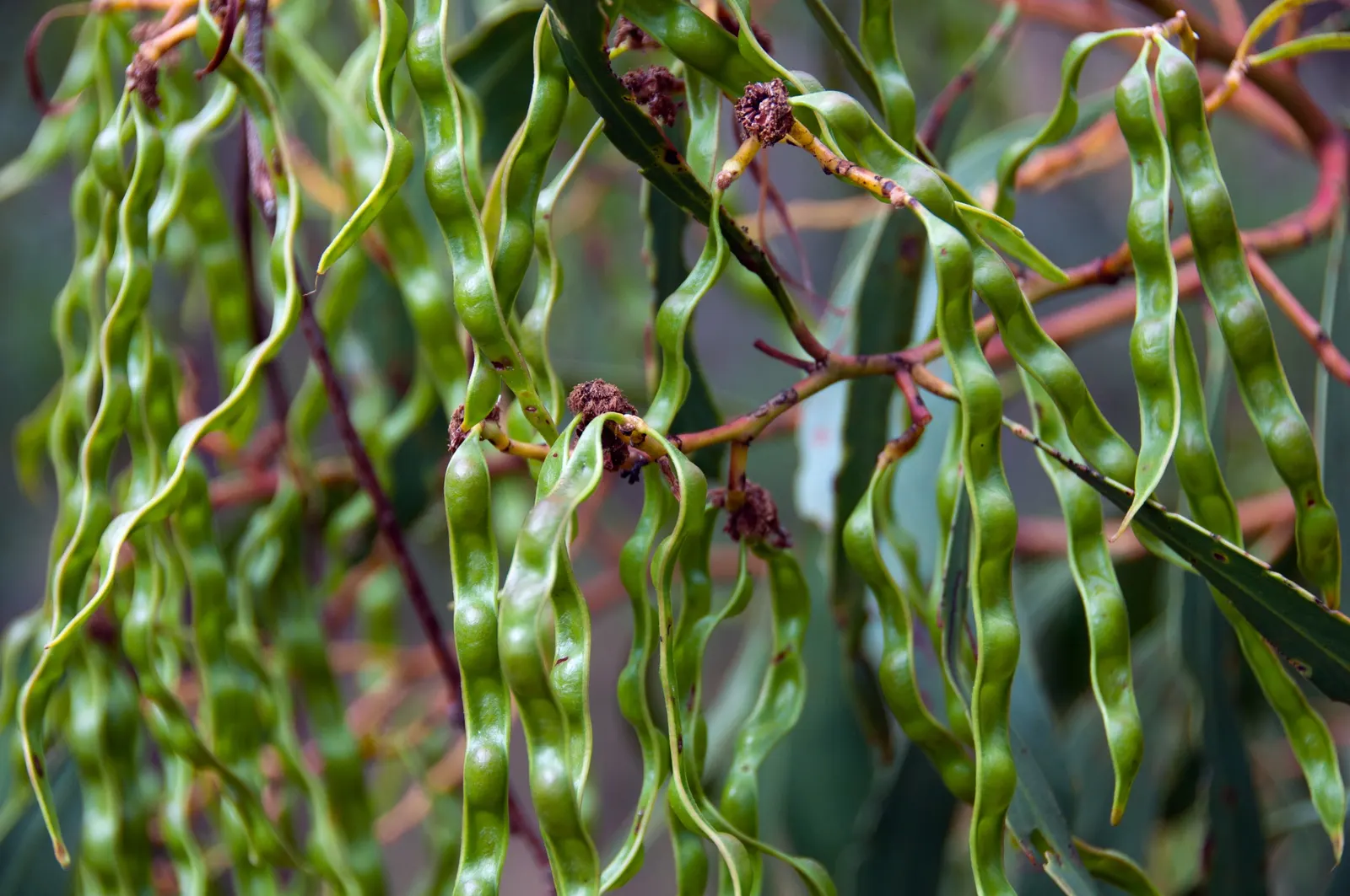 Golden Wattle (Acacia Longifolia) — This vigorous plant can reach up to 20-30 feet tall and almost as wide; slender phyllodes (leaf-like, image 71