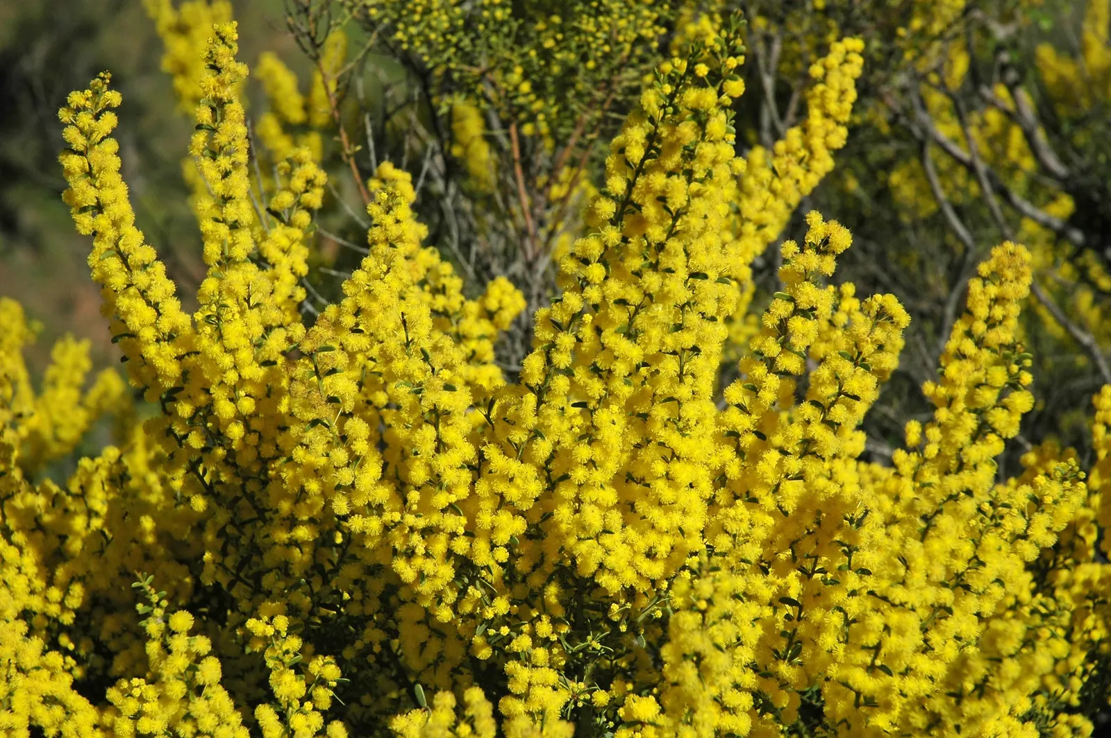 Golden Wattle (Acacia Longifolia) — it provides excellent erosion control and is a low-maintenance choice for expansive landscapes; shrub for full, image 53