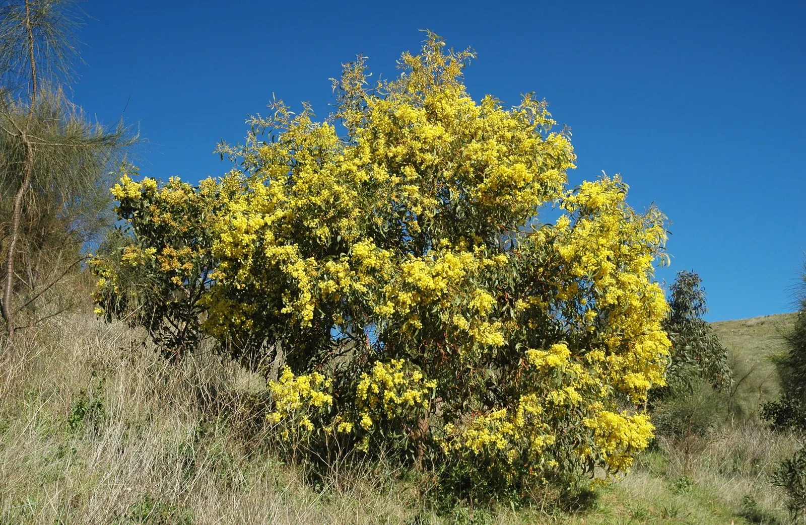 Golden Wattle (Acacia Longifolia) — Golden Wattle (Acacia longifolia) is an evergreen shrub, ideal for warm, sunny spots; its long, narrow leaves, image 116