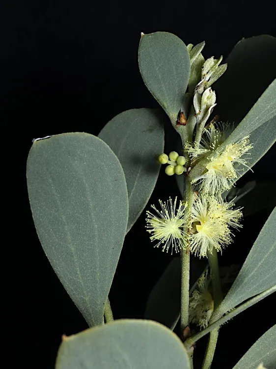 Golden Wattle (Acacia Longifolia) — This vigorous plant can reach up to 20-30 feet tall and almost as wide; slender phyllodes (leaf-like, image 94