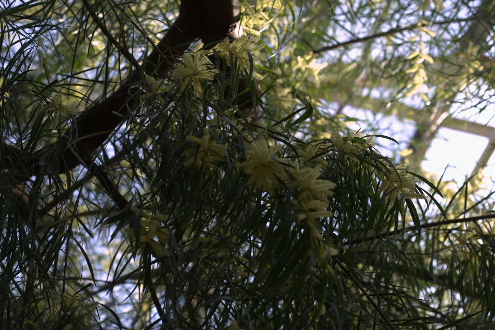 Golden Wattle (Acacia Longifolia) — Each ball-shaped inflorescence boasts numerous petite flowers; it is relatively fast-growing and is known for, image 61