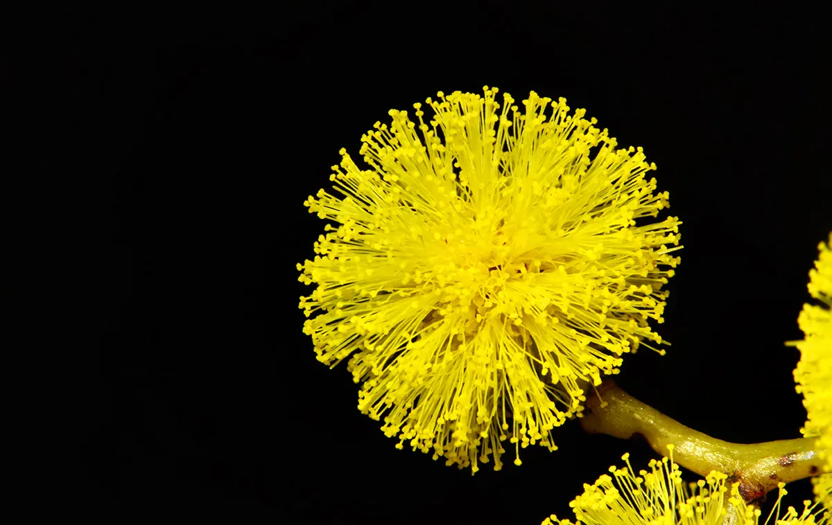 Golden Wattle (Acacia Longifolia) — making it an excellent choice for water-wise landscapes or xeriscaping; golden Wattle (Acacia longifolia) is an, image 63