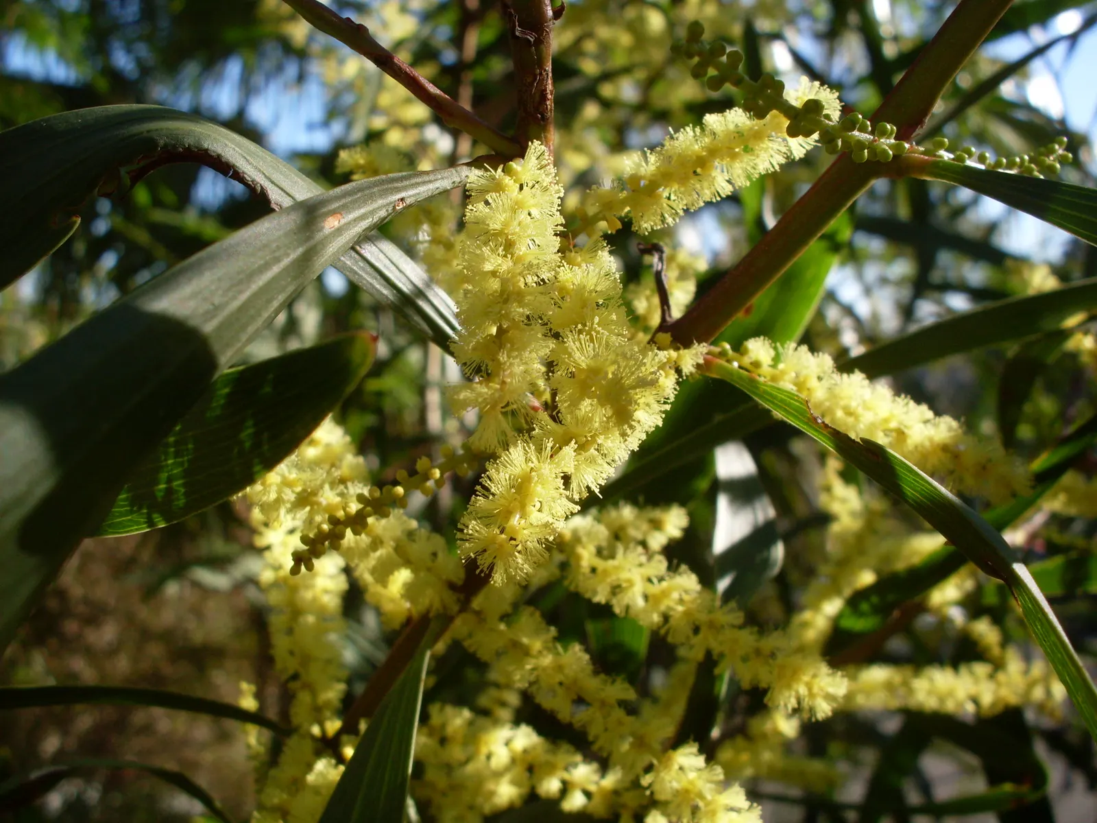 Golden Wattle (Acacia Longifolia) — yellow flowers in the garden; drought tolerant once established