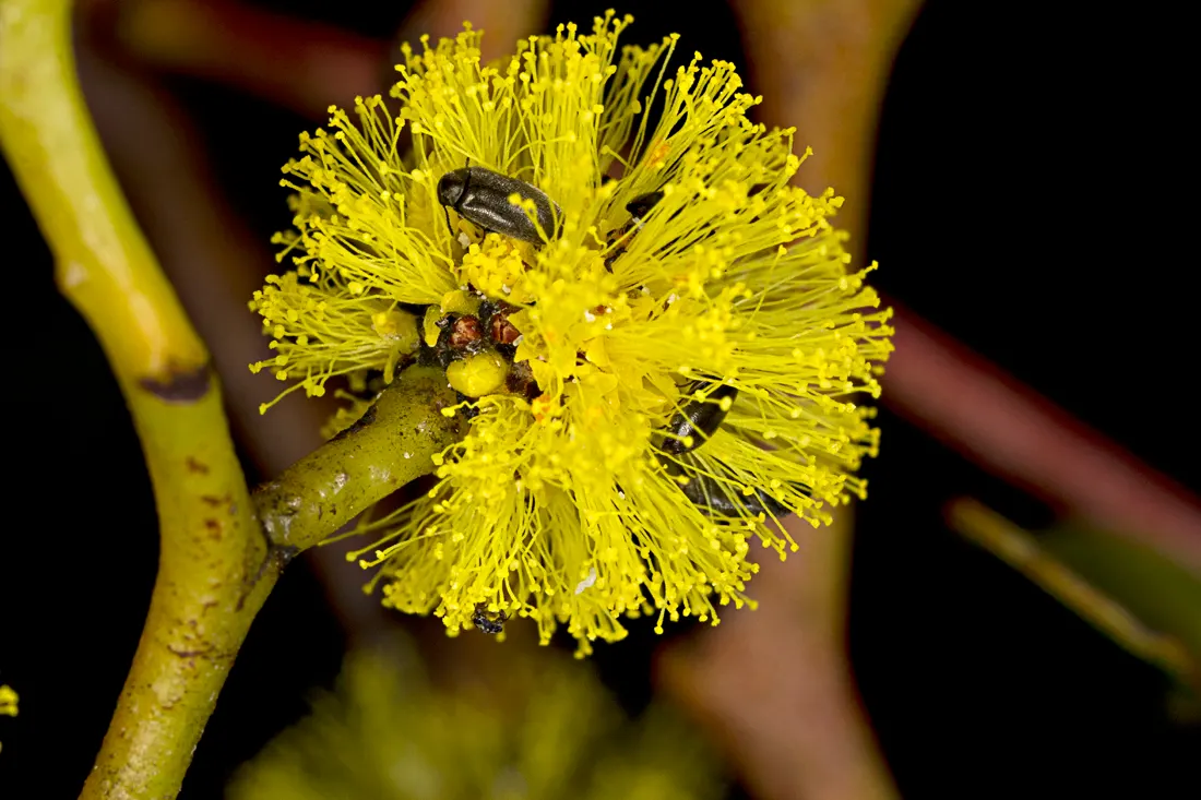 Golden Wattle (Acacia Longifolia) — Drought tolerant once established; the Golden Wattle requires minimal water, image 52