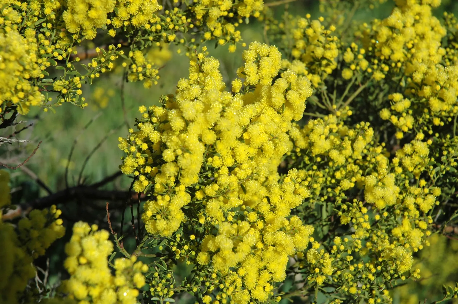 Golden Wattle (Acacia Longifolia) — Prefers well-drained soil; the Golden Wattle requires a sunny location with well-draining soil, image 74