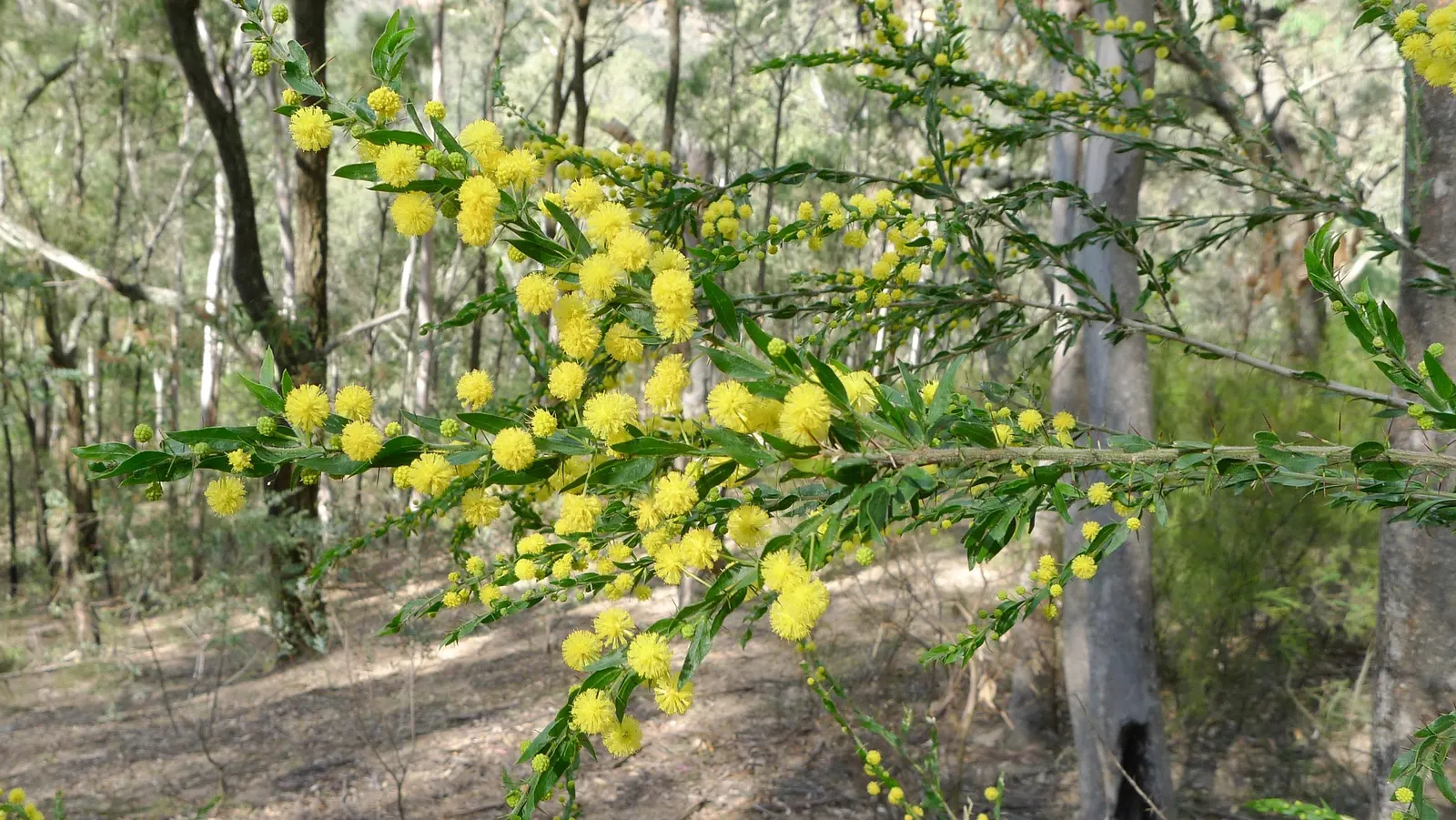 Golden Wattle (Acacia Longifolia) — Clients will appreciate its year-round interest and its contribution to a biodiverse garden ecosystem; shrub, image 66