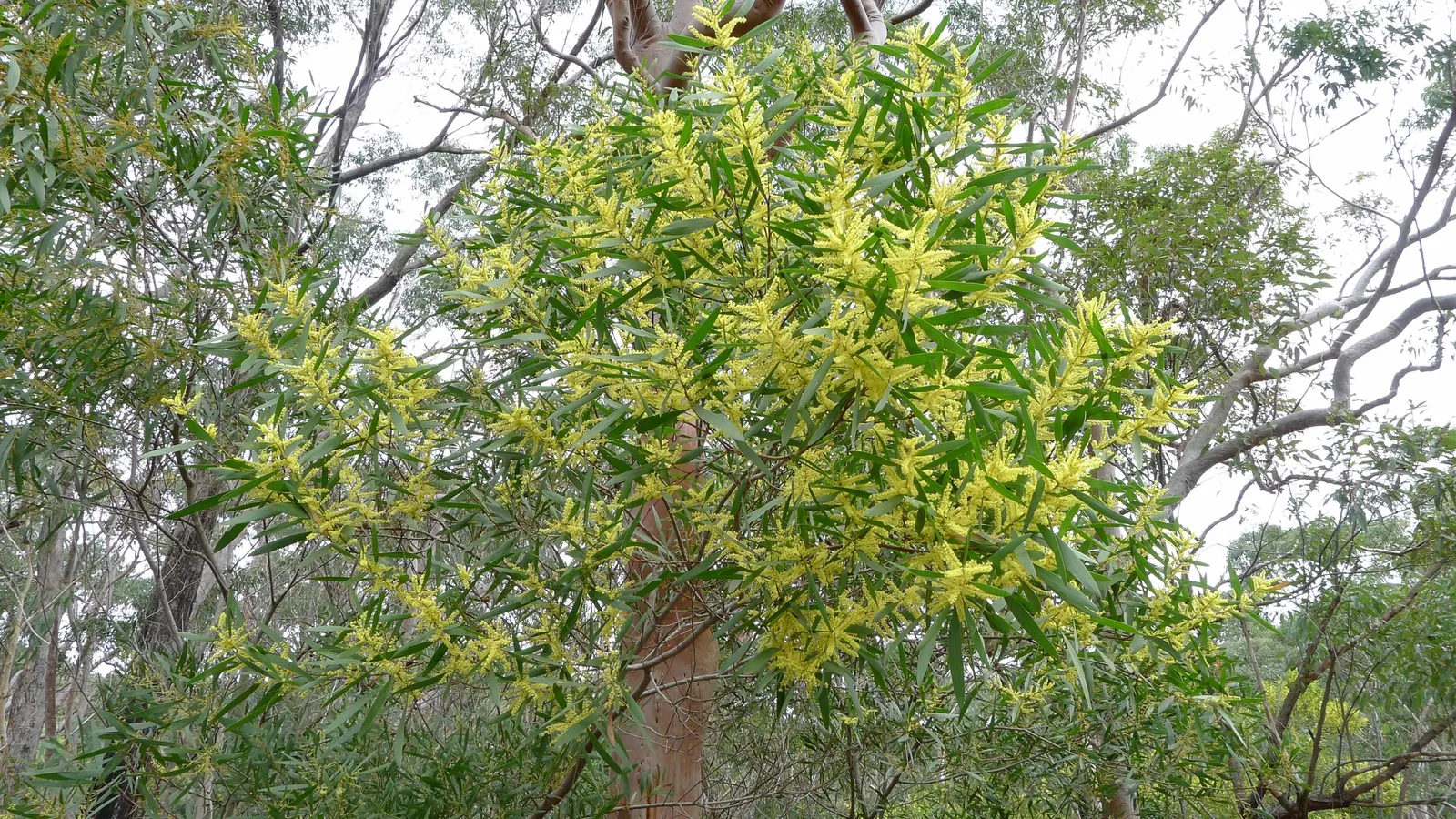 Golden Wattle (Acacia Longifolia) — Its long, narrow leaves add year-round interest