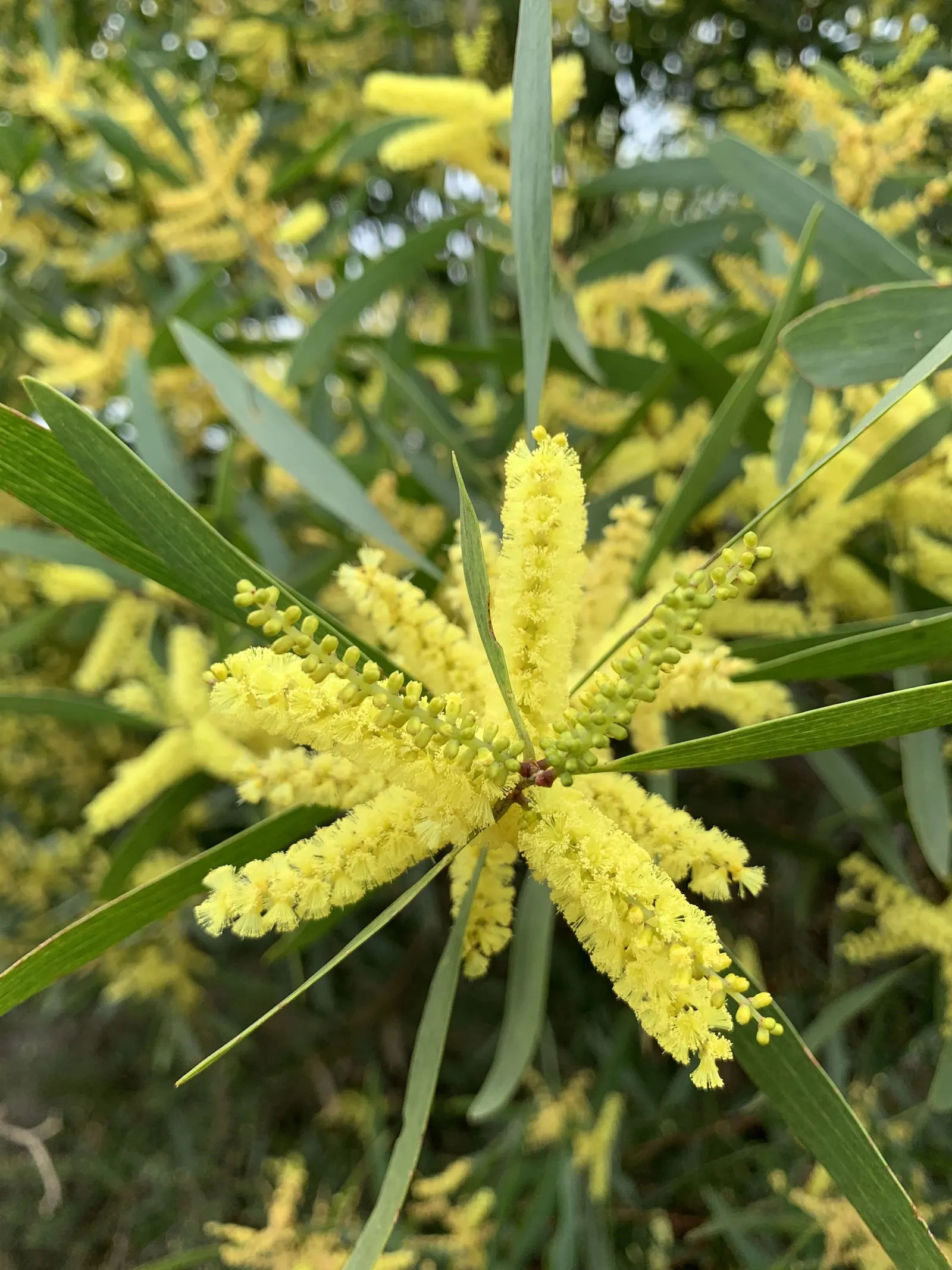 Golden Wattle (Acacia Longifolia) — The phyllodes are a soft green; and it thrives in USDA hardiness zones 9 through 11.<br><br>For gardeners or designers