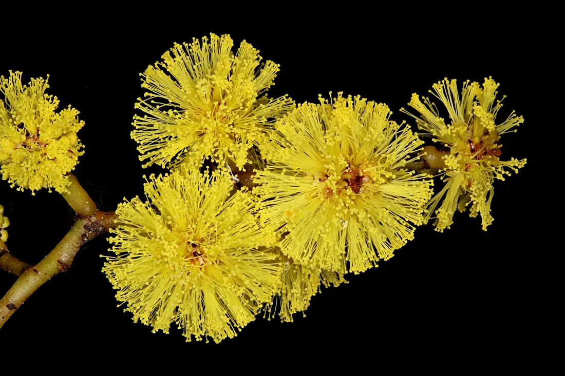 Golden Wattle (Acacia Longifolia) — slender phyllodes (leaf-like structures) that measure around 4 to 8 inches in length; prefers well-drained soil, image 103
