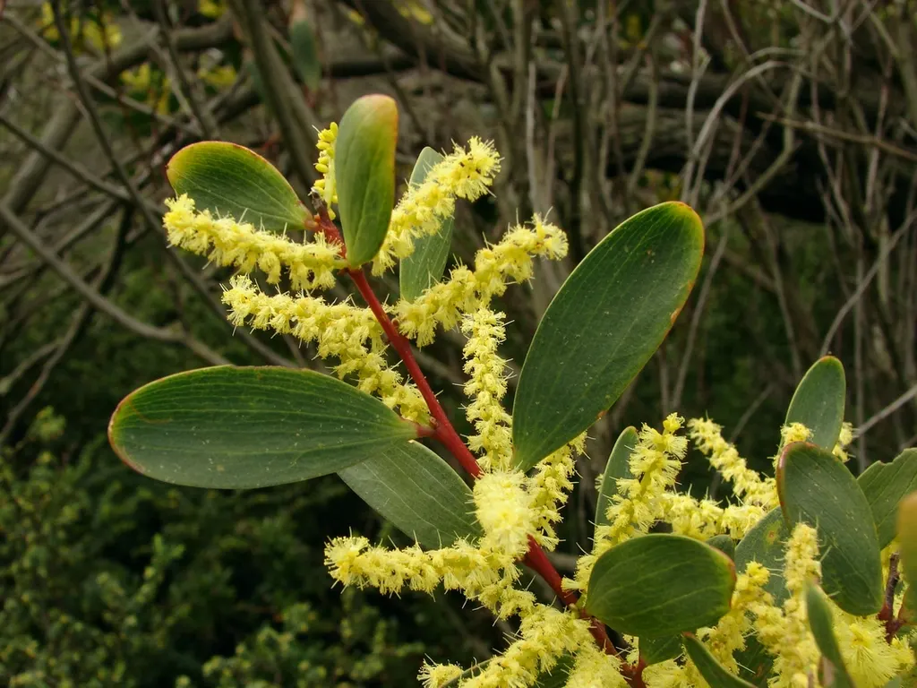 Golden Wattle (Acacia Longifolia) — It is relatively fast-growing and is known for its long; yellow flowers in the garden