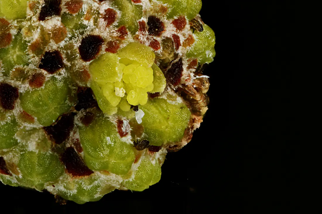 Golden Wattle (Acacia Longifolia) — Prefers well-drained soil; the Golden Wattle requires a sunny location with well-draining soil, image 51