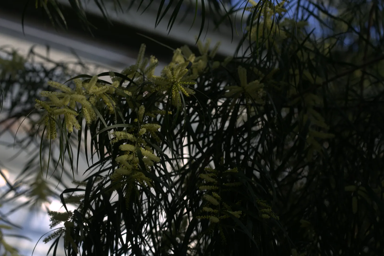 Golden Wattle (Acacia Longifolia) — shrub with yellow blooms; the phyllodes are a soft green, image 68