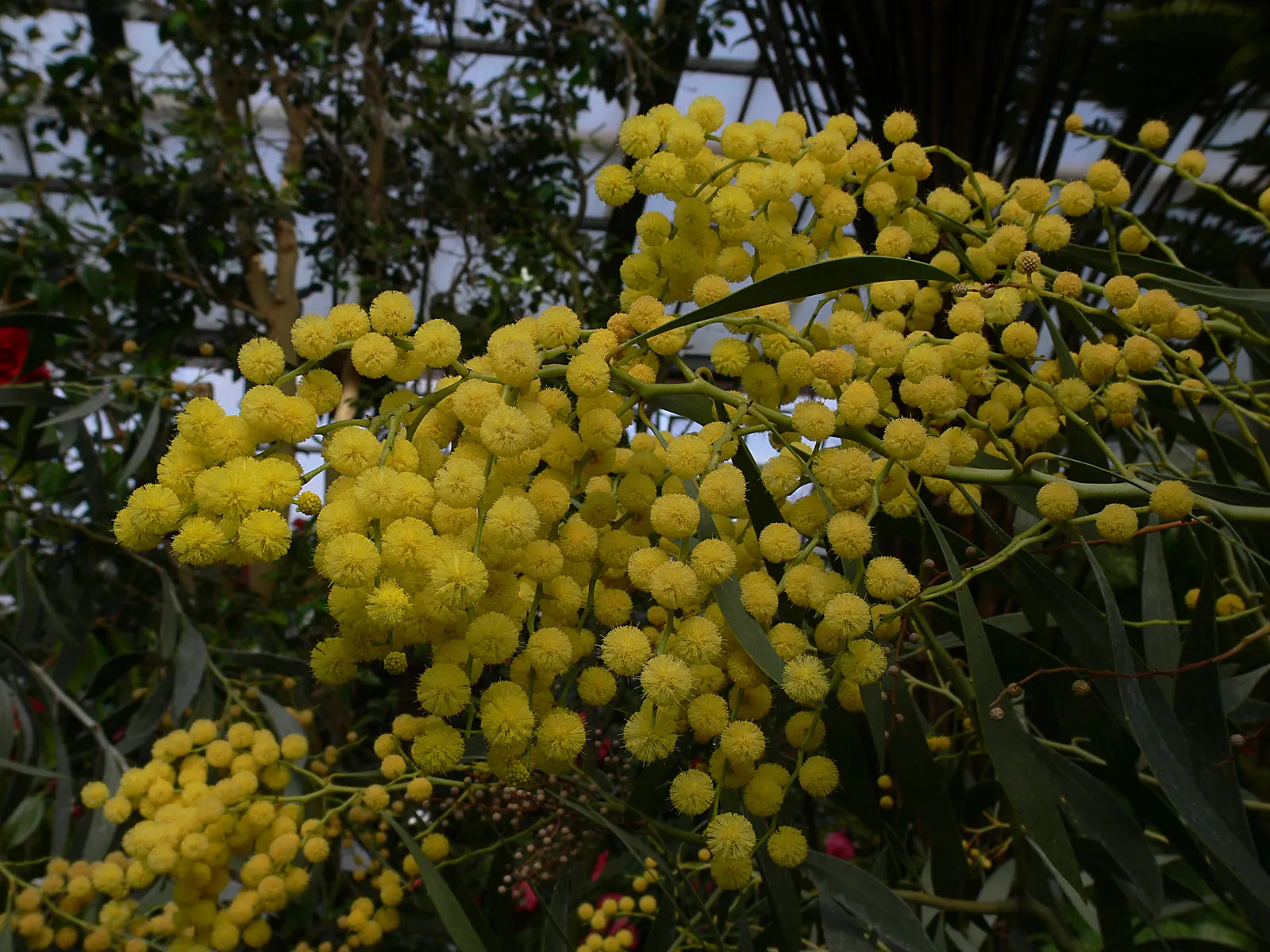 Golden Wattle (Acacia Longifolia) — Indigenous to southeastern Australia; it provides excellent erosion control and is a low-maintenance choice for, image 100