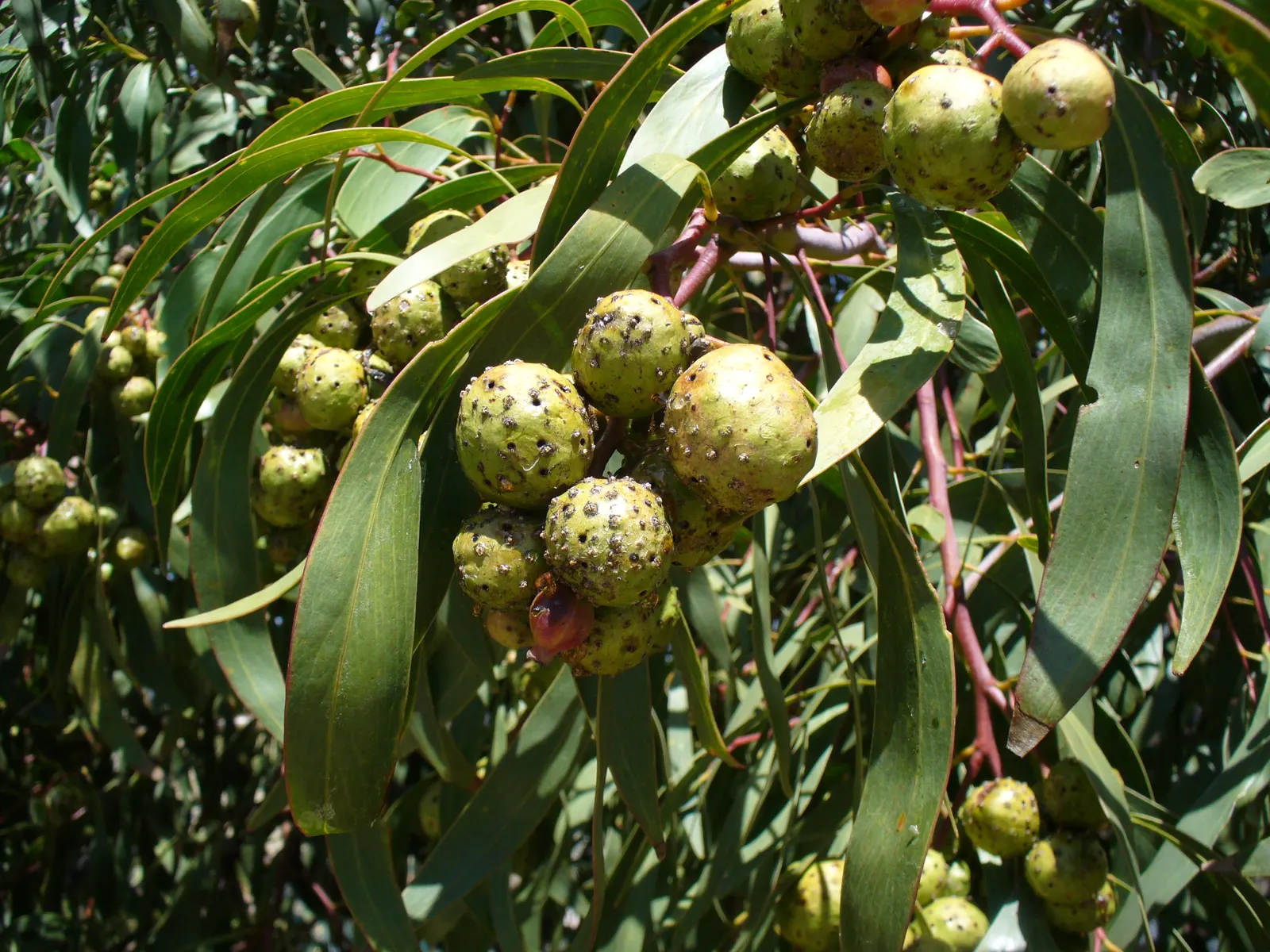Golden Wattle (Acacia Longifolia) — it provides excellent erosion control and is a low-maintenance choice for expansive landscapes; shrub for full, image 99