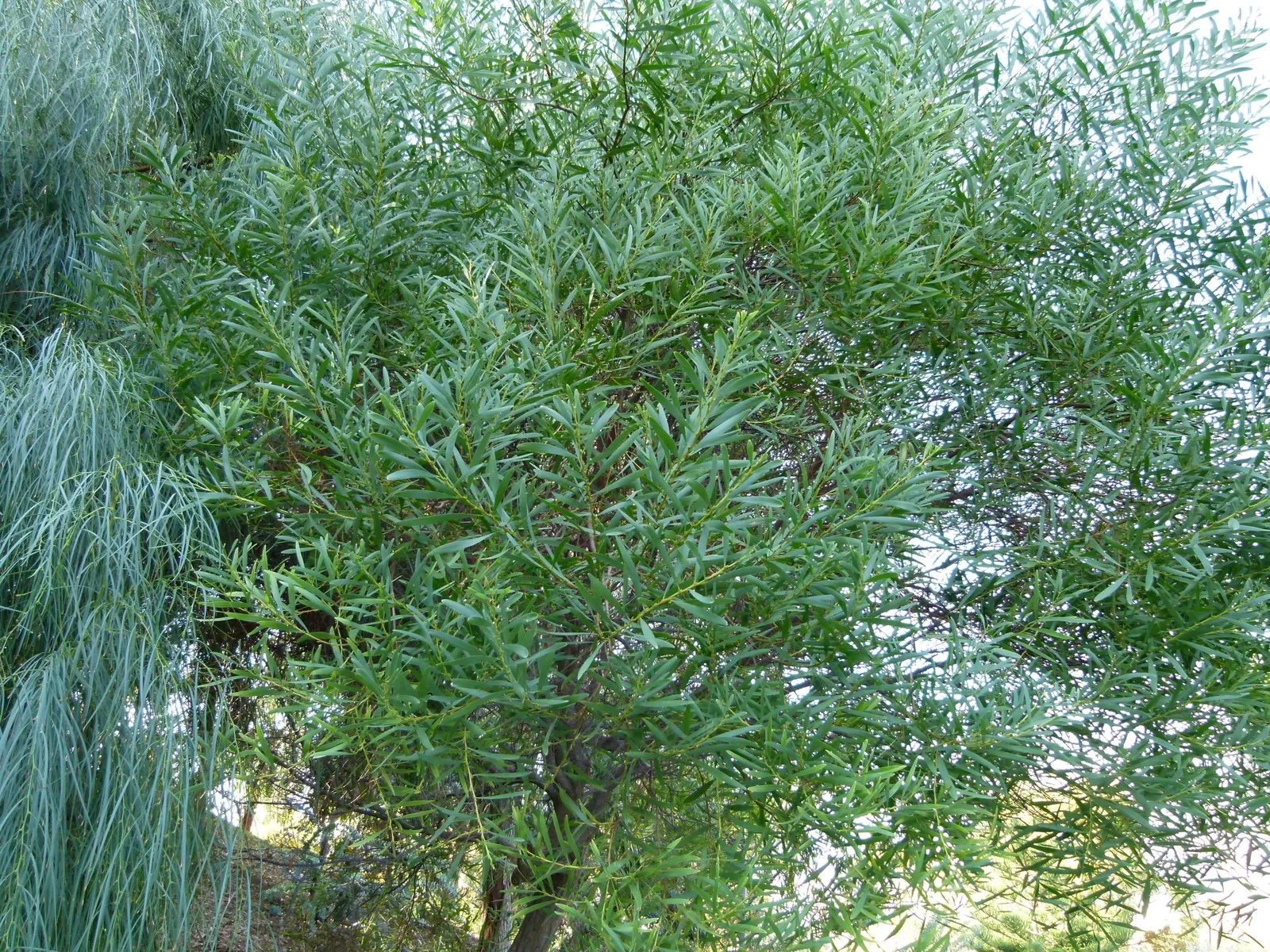 Golden Wattle (Acacia Longifolia) — Golden Wattle (Acacia longifolia) is an evergreen shrub, ideal for warm, sunny spots; its long, narrow leaves add