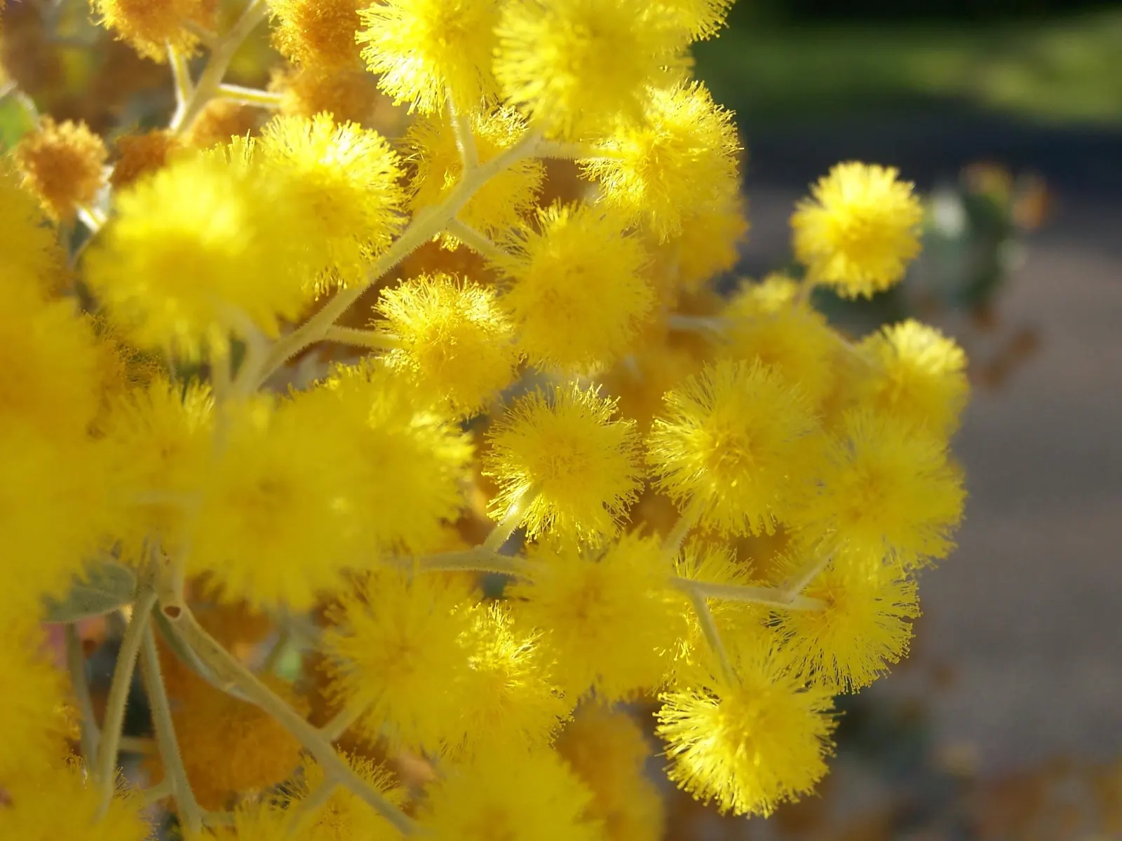 Golden Wattle (Acacia Longifolia) — the Golden Wattle requires a sunny location with well-draining soil; providing vibrant color when many other, image 101