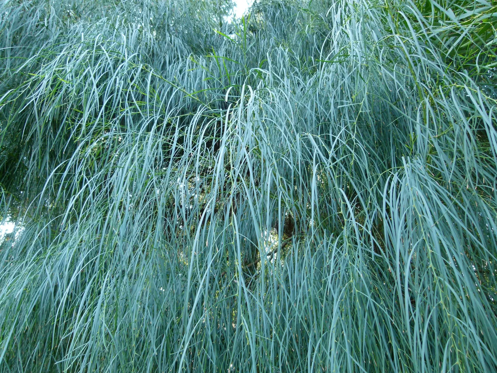 Golden Wattle (Acacia Longifolia) — The phyllodes are a soft green; and it thrives in USDA hardiness zones 9 through 11.<br><br>For gardeners or, image 105