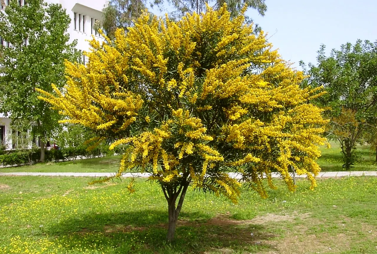 Golden Wattle (Acacia Longifolia) — the Golden Wattle requires minimal water; making it an excellent choice for water-wise landscapes or xeriscaping, image 108