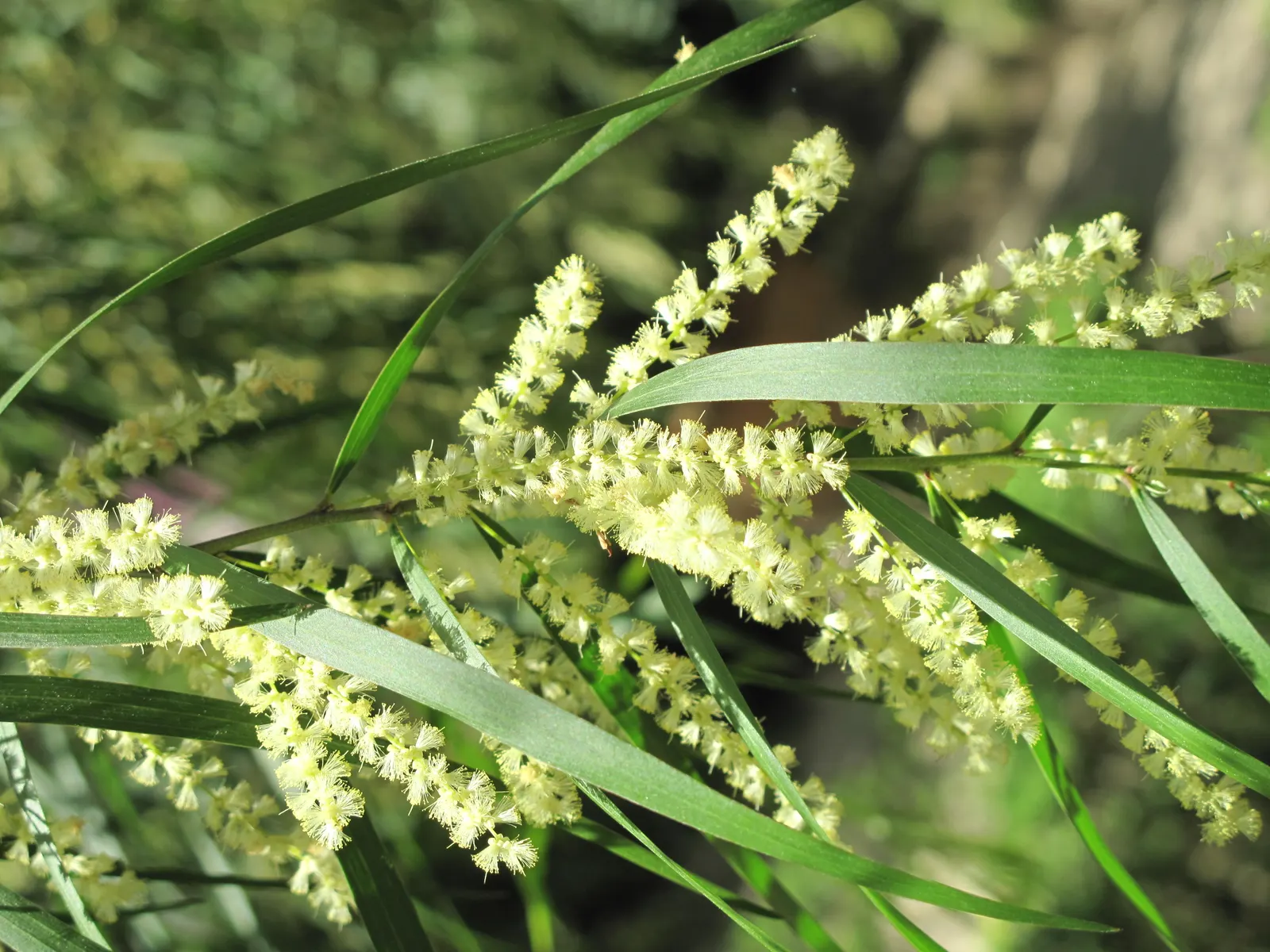 Golden Wattle (Acacia Longifolia) — and it thrives in USDA hardiness zones 9 through 11.<br><br>For gardeners or designers; each ball-shaped inflorescence