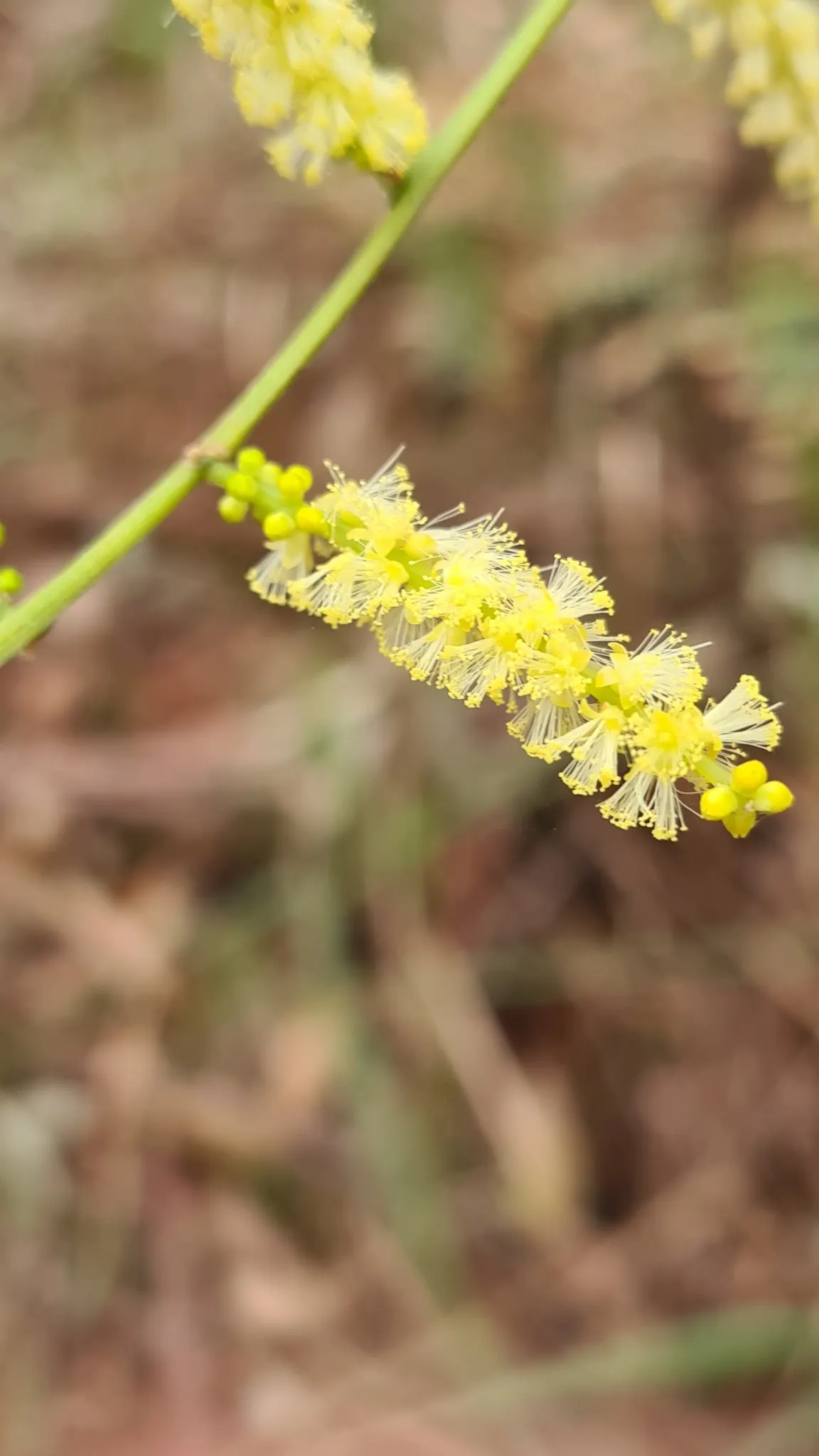 Golden Wattle (Acacia Longifolia) — It boasts fragrant, bright yellow, puffball-like flowers in spring; it can tolerate a variety of soil types as, image 95
