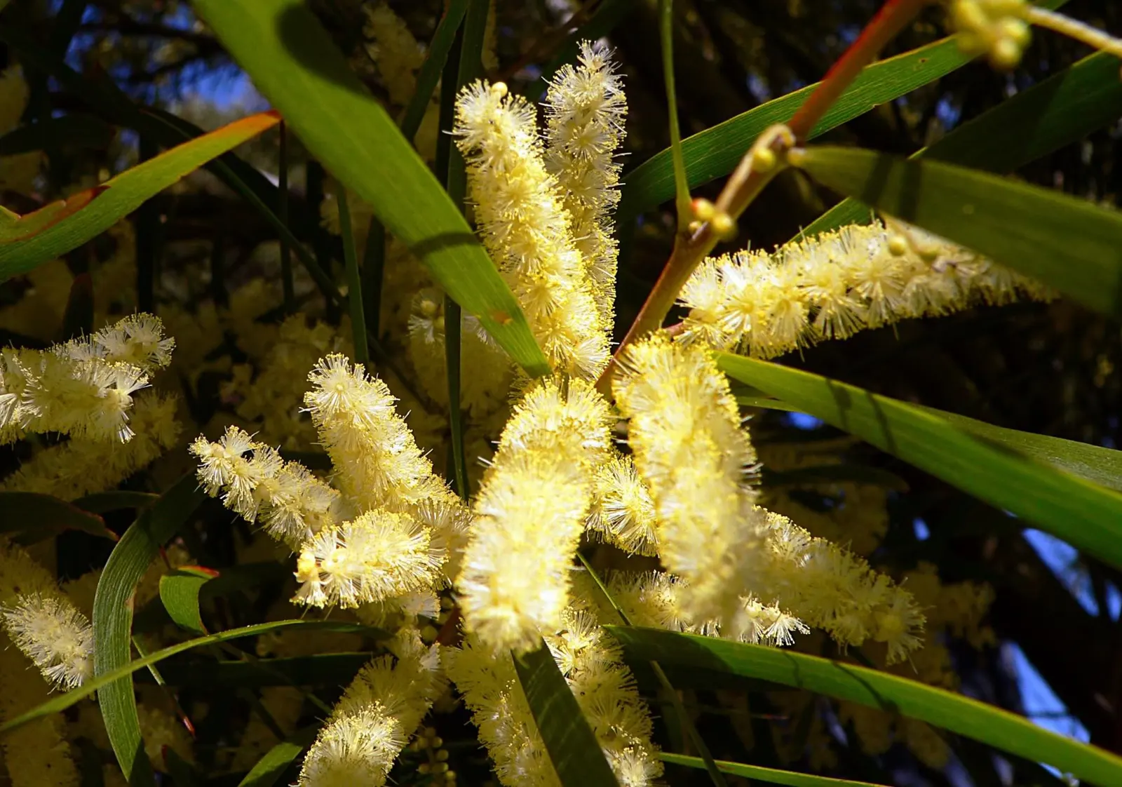 Golden Wattle (Acacia Longifolia) — It is relatively fast-growing and is known for its long; yellow flowers in the garden, image 102
