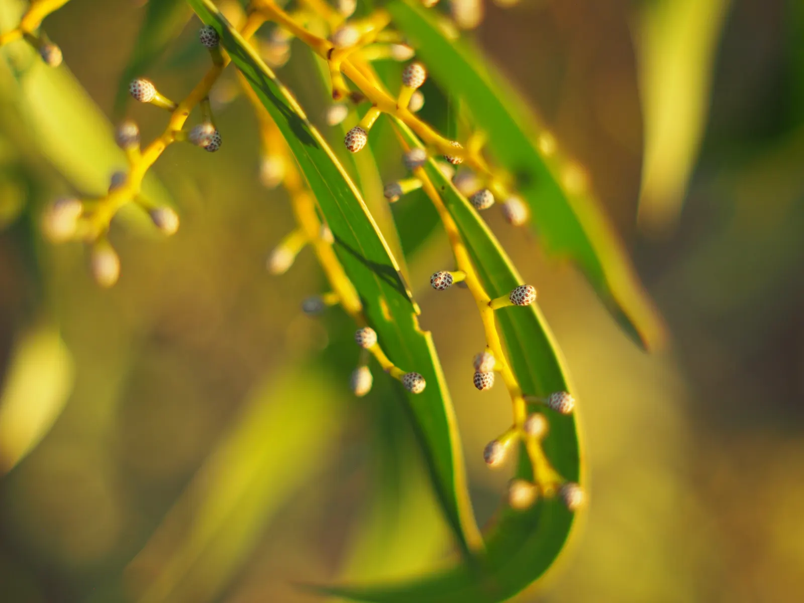 Golden Wattle (Acacia Longifolia) — Drought tolerant once established; the Golden Wattle requires minimal water, image 98