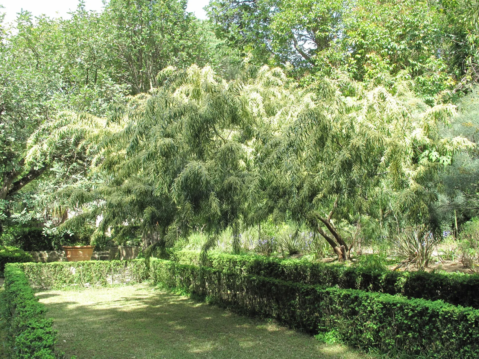 Golden Wattle (Acacia Longifolia) — slender phyllodes (leaf-like structures) that measure around 4 to 8 inches in length; prefers well-drained soil