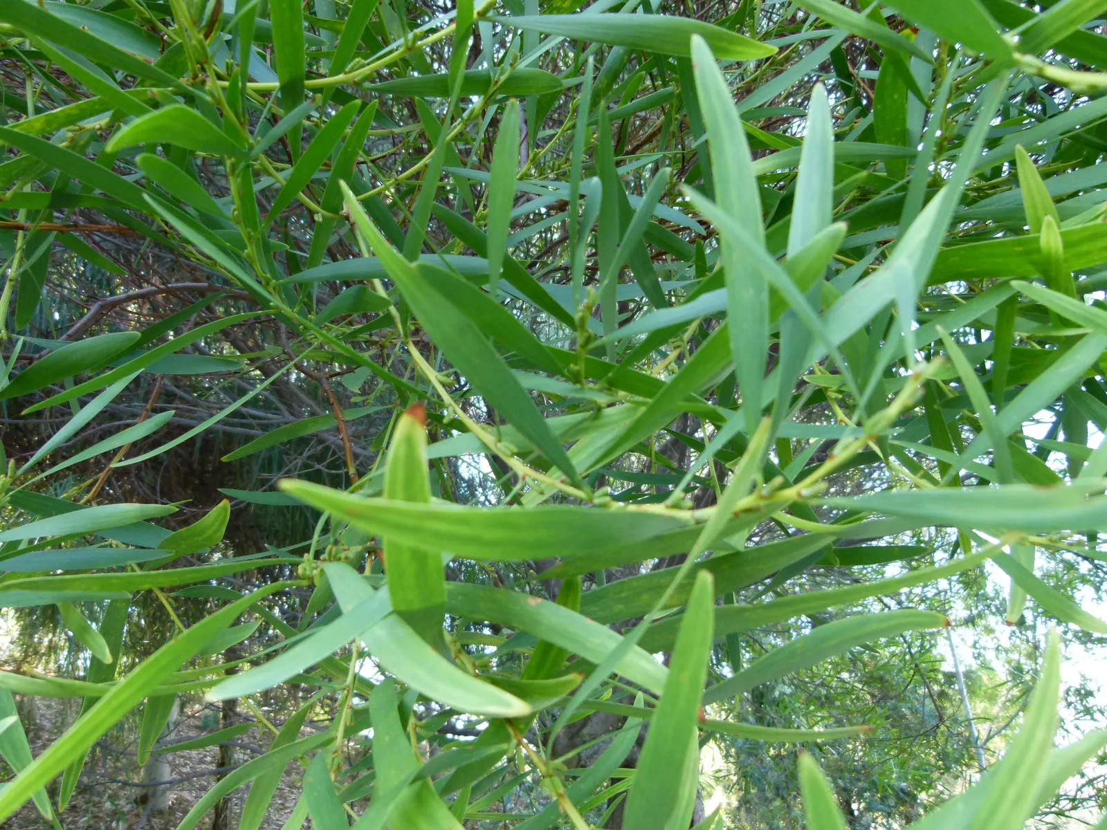 Golden Wattle (Acacia Longifolia) — and it thrives in USDA hardiness zones 9 through 11.<br><br>For gardeners or designers